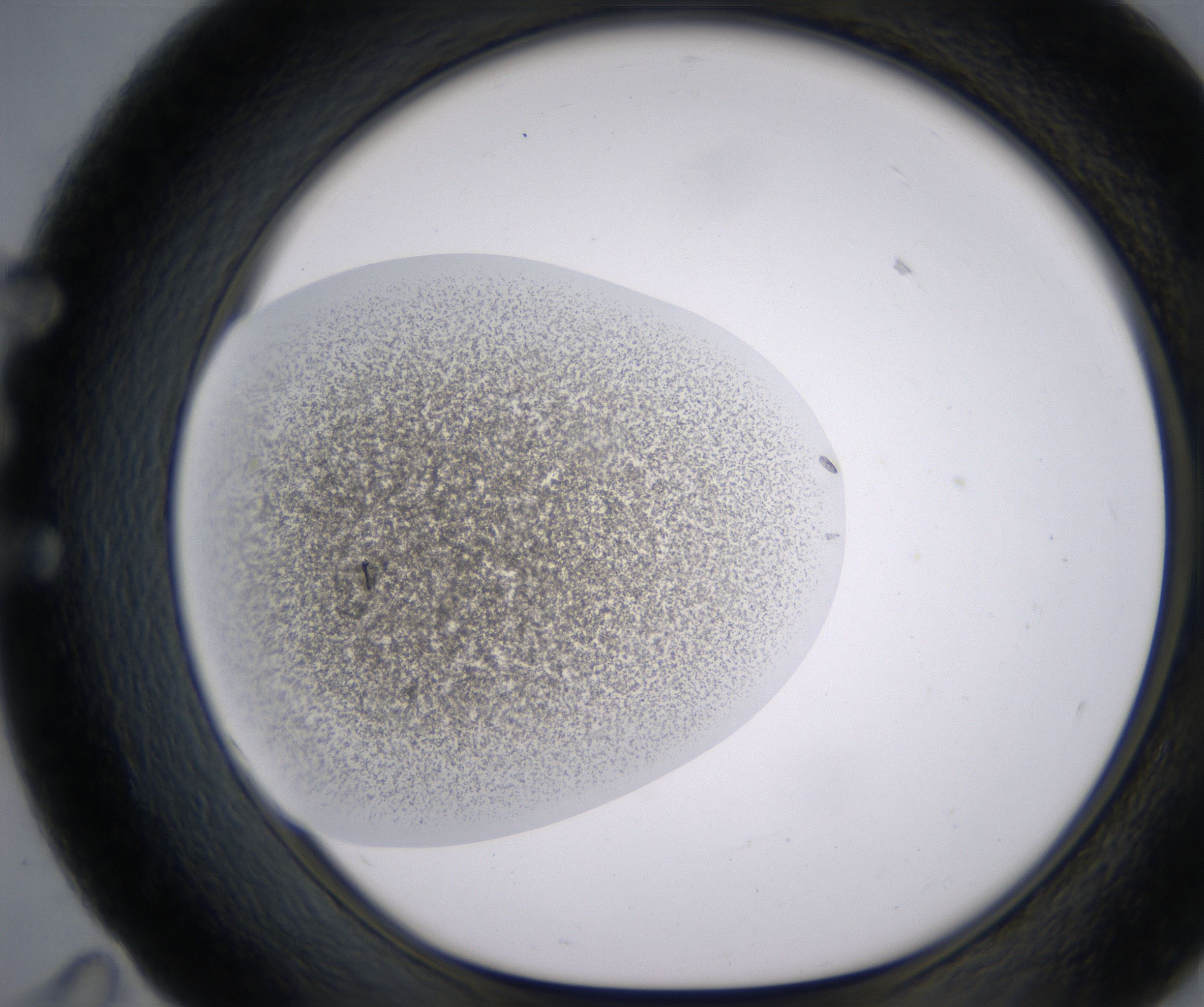 E11_HighResolution_Precipitate_1.jpg
