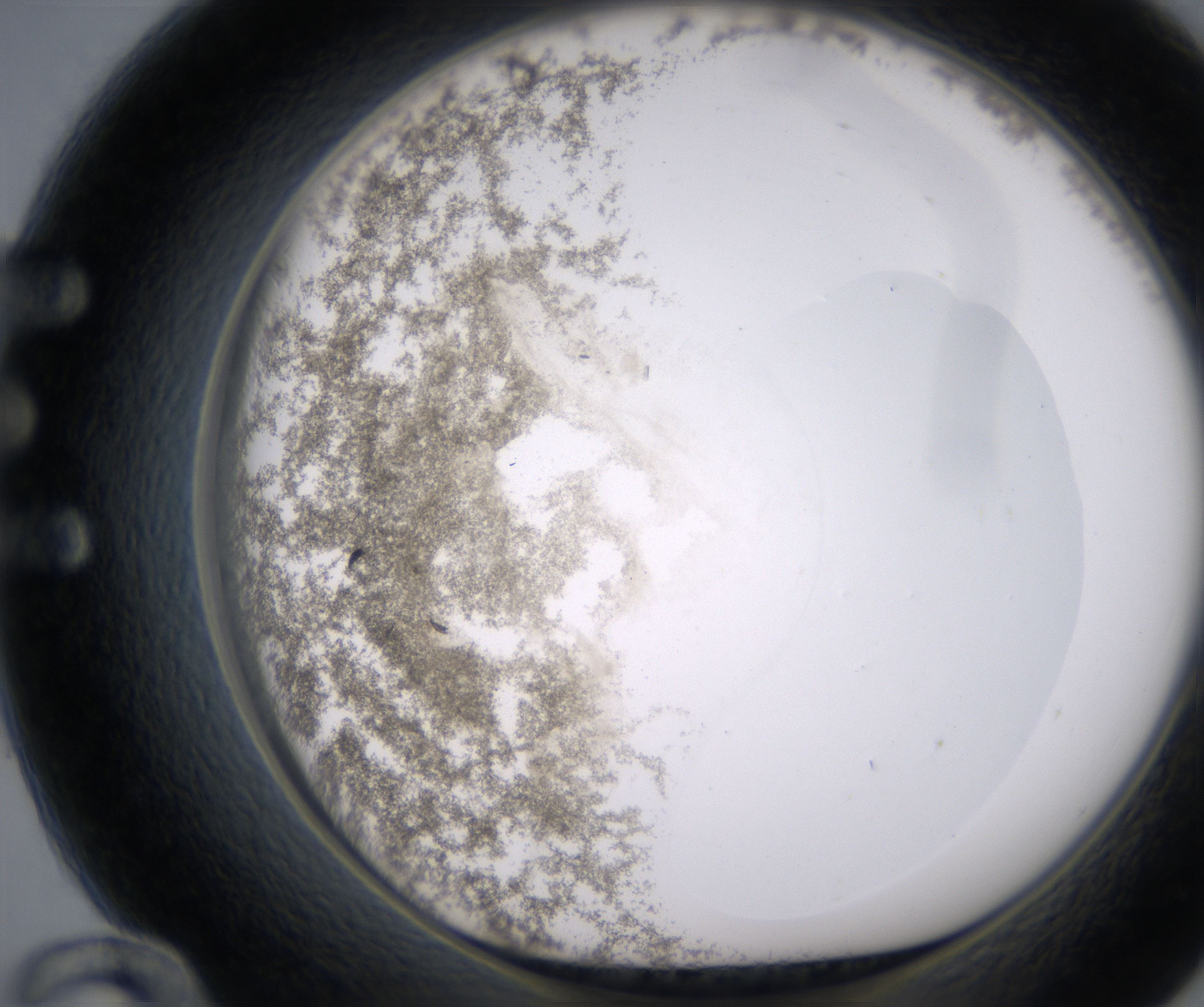 E12_HighResolution_Precipitate_1.jpg