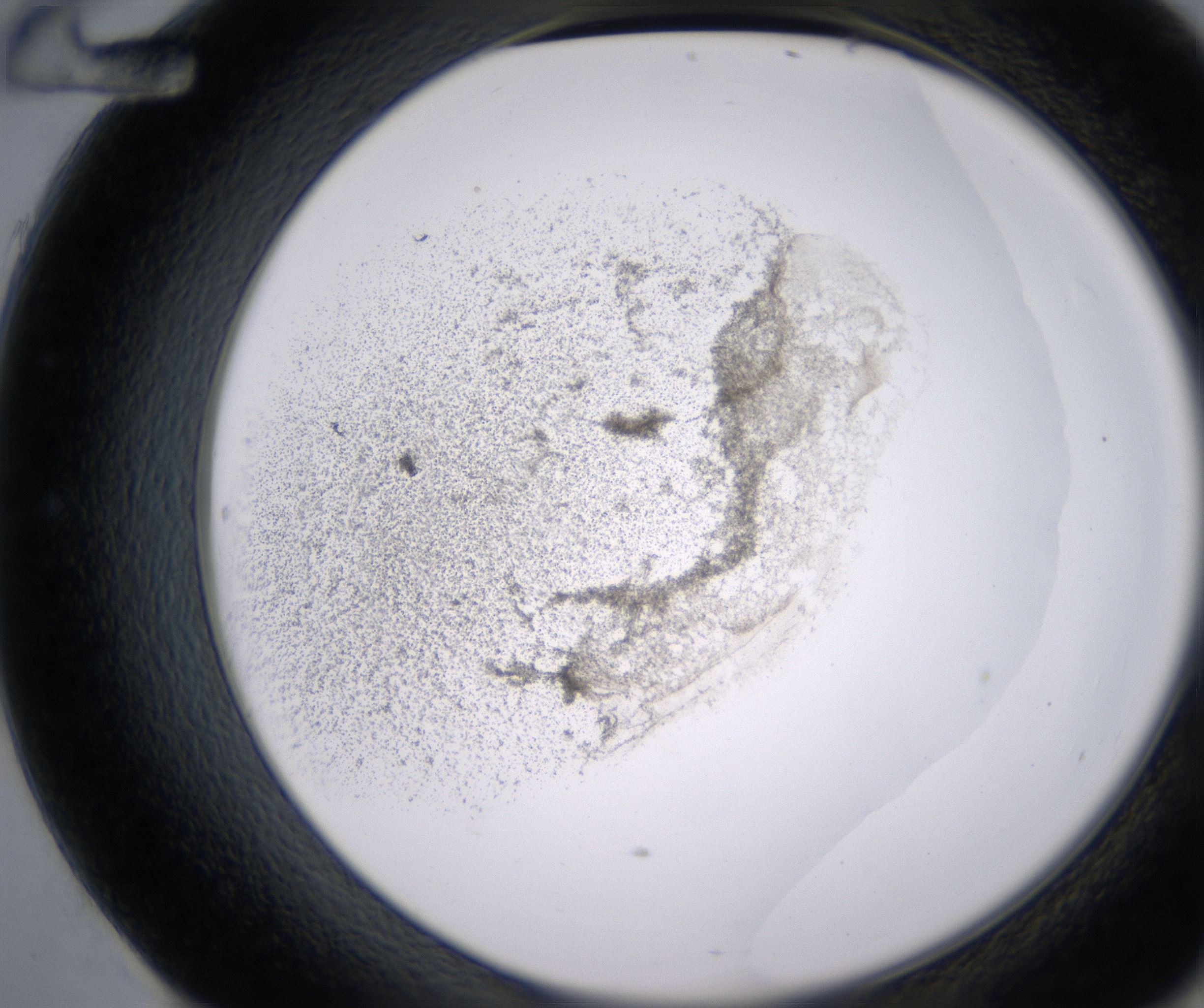 E12_HighResolution_Precipitate_2.jpg