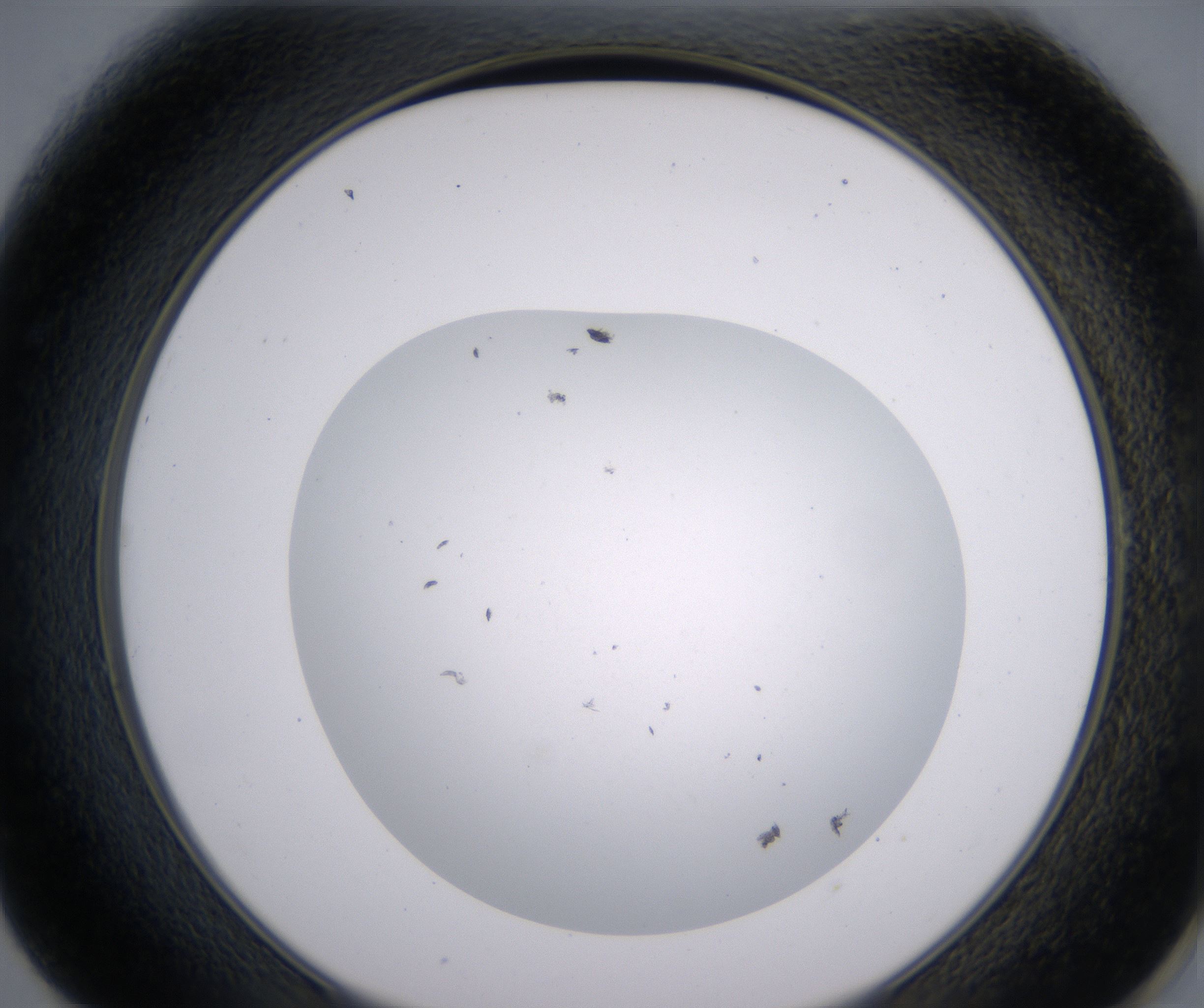 E1_HighResolution_Precipitate_2.jpg