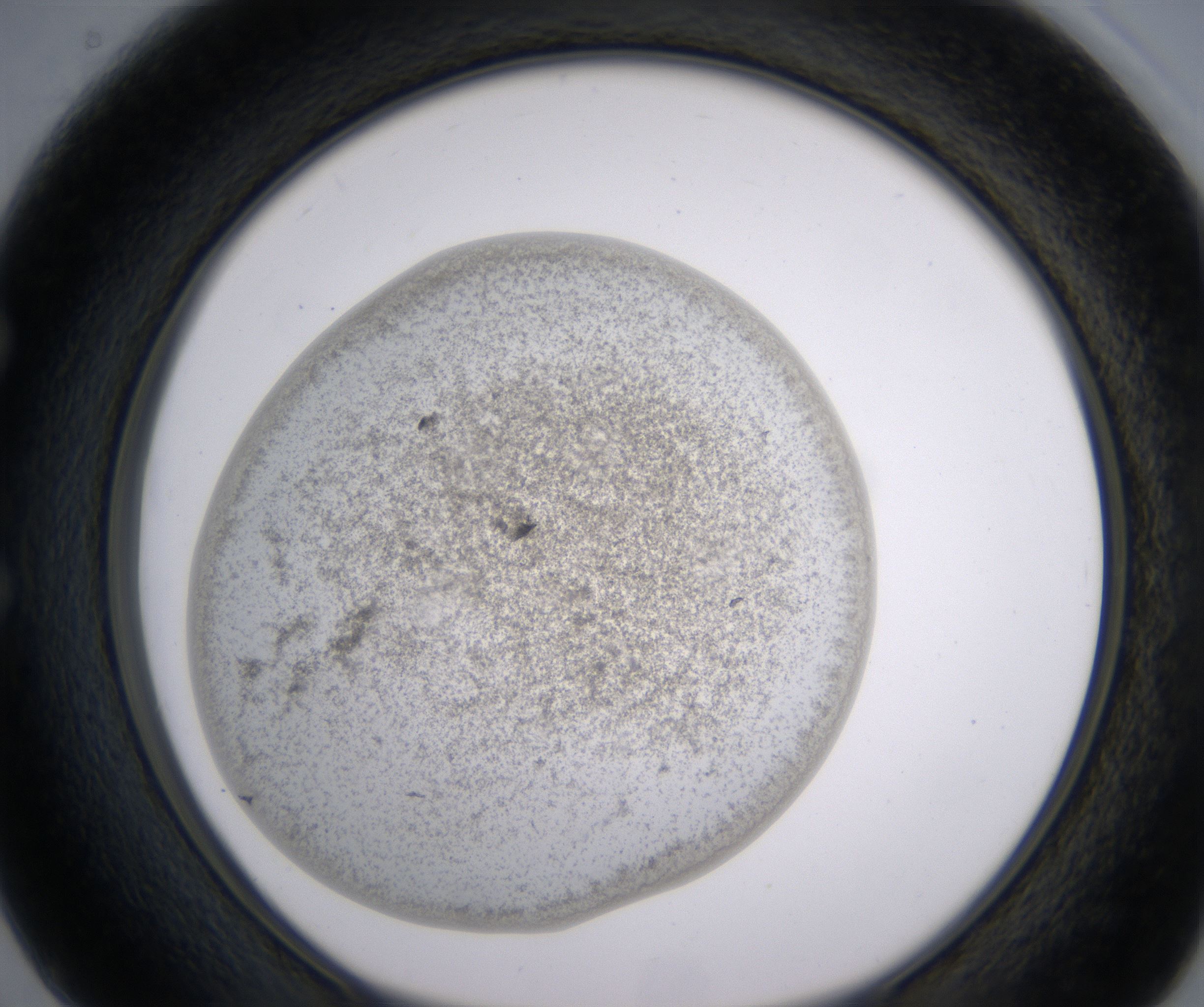 E2_HighResolution_Precipitate_1.jpg