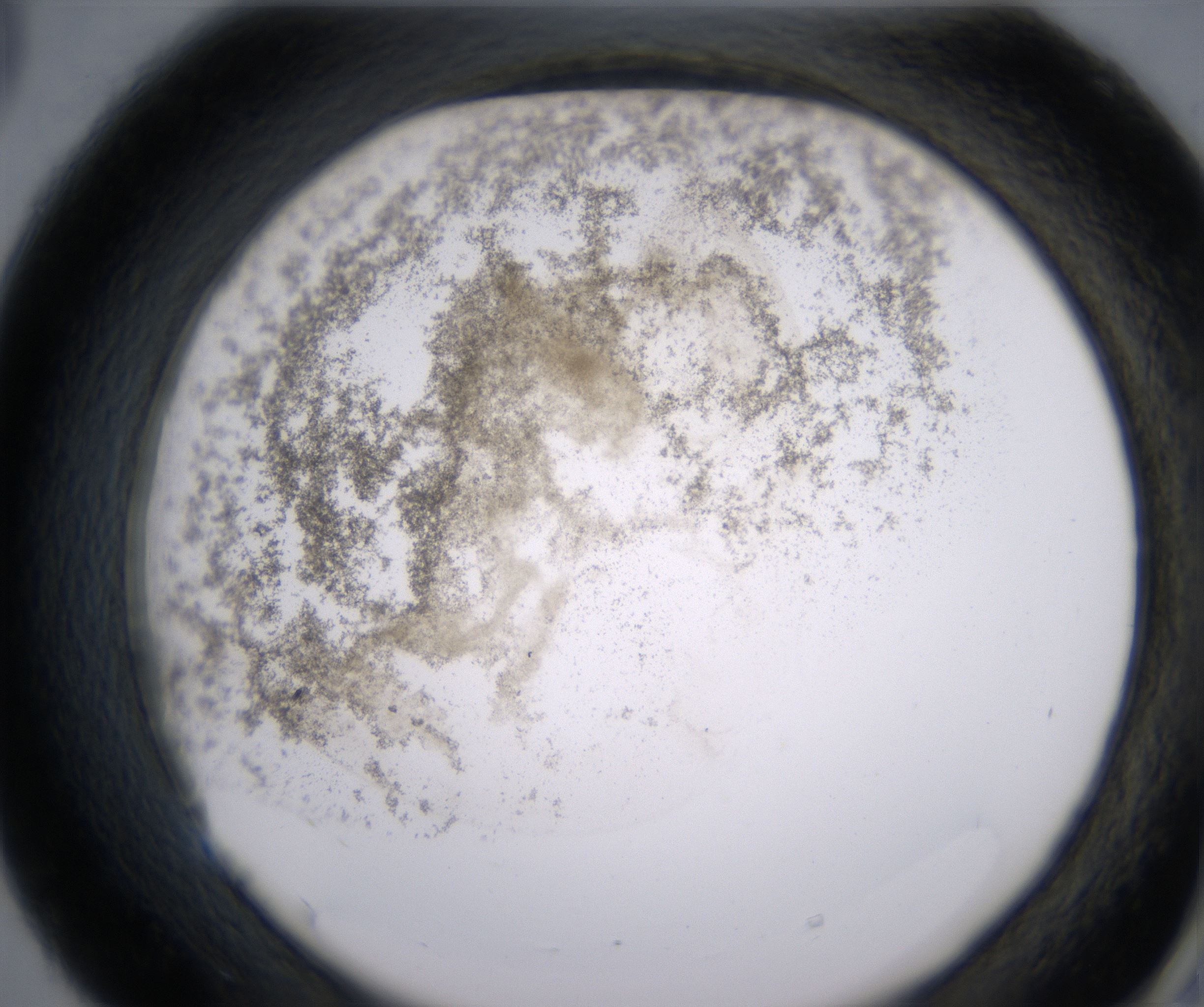 E5_HighResolution_Precipitate_2.jpg