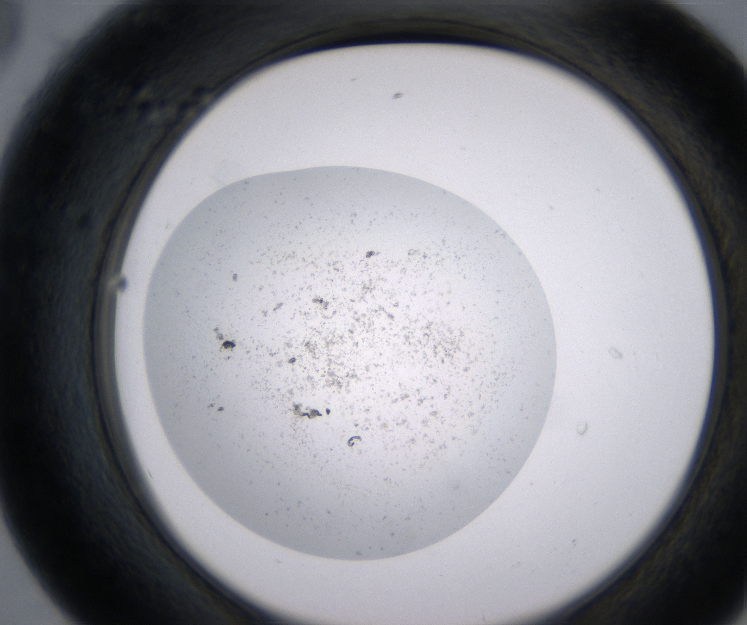 E8_HighResolution_Precipitate_2.jpg