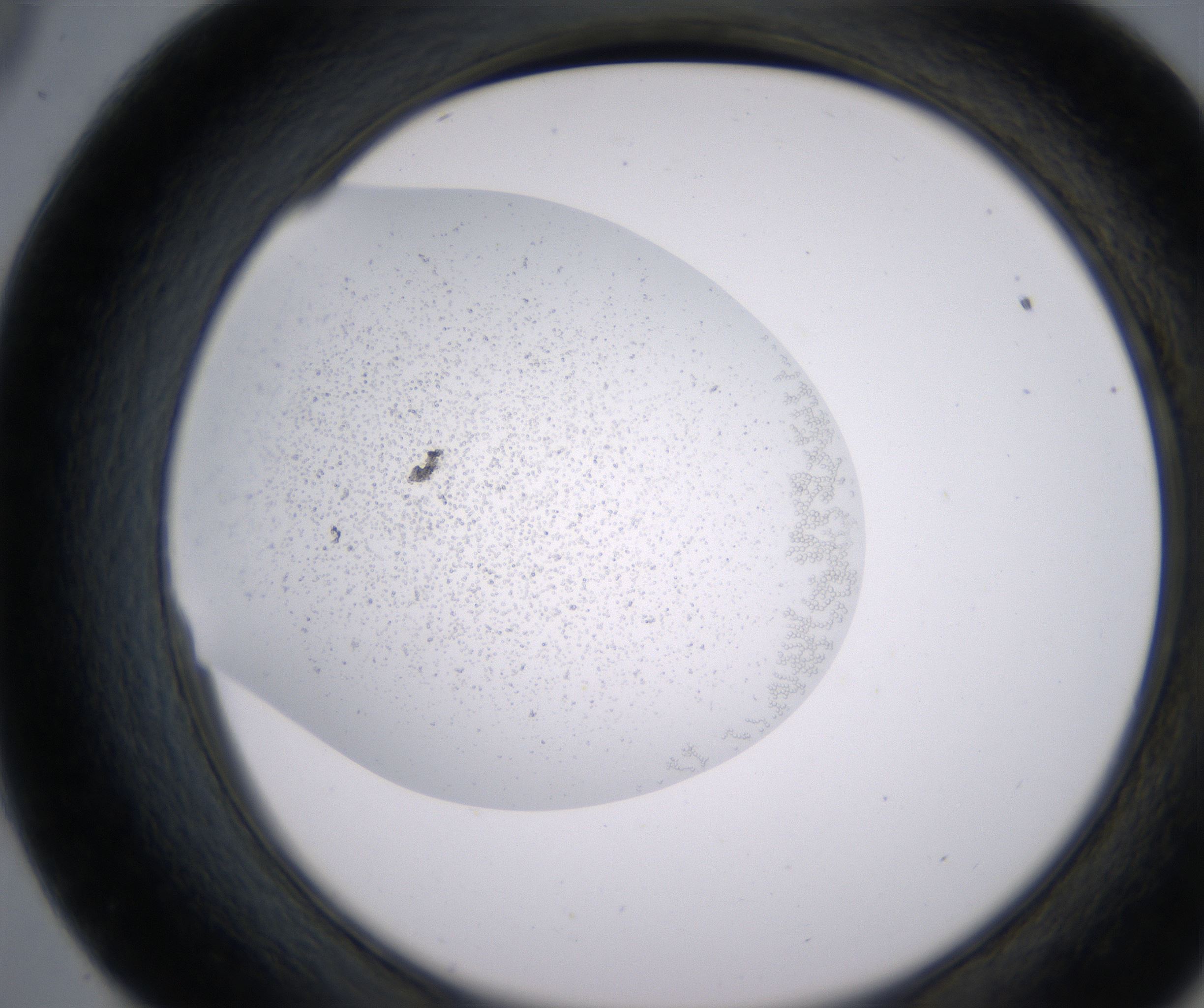 E9_HighResolution_Precipitate_2.jpg