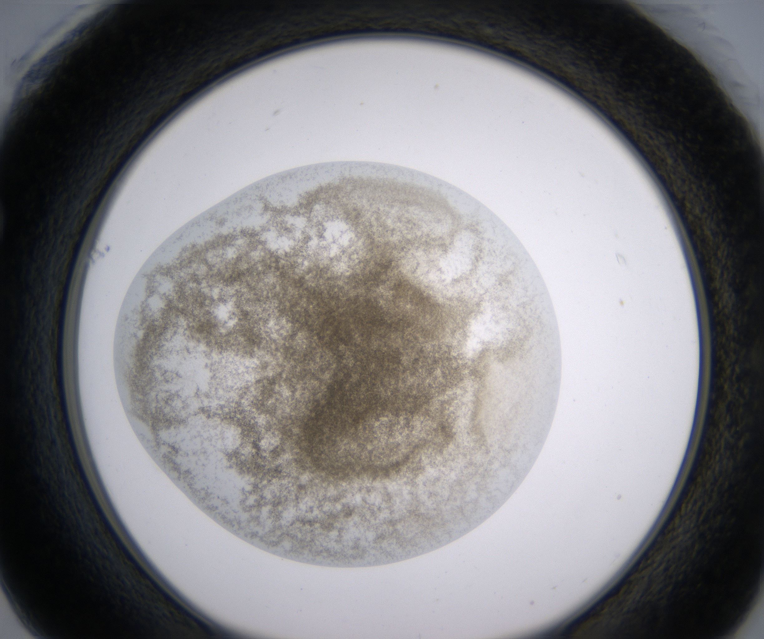 F1_HighResolution_Precipitate_1.jpg