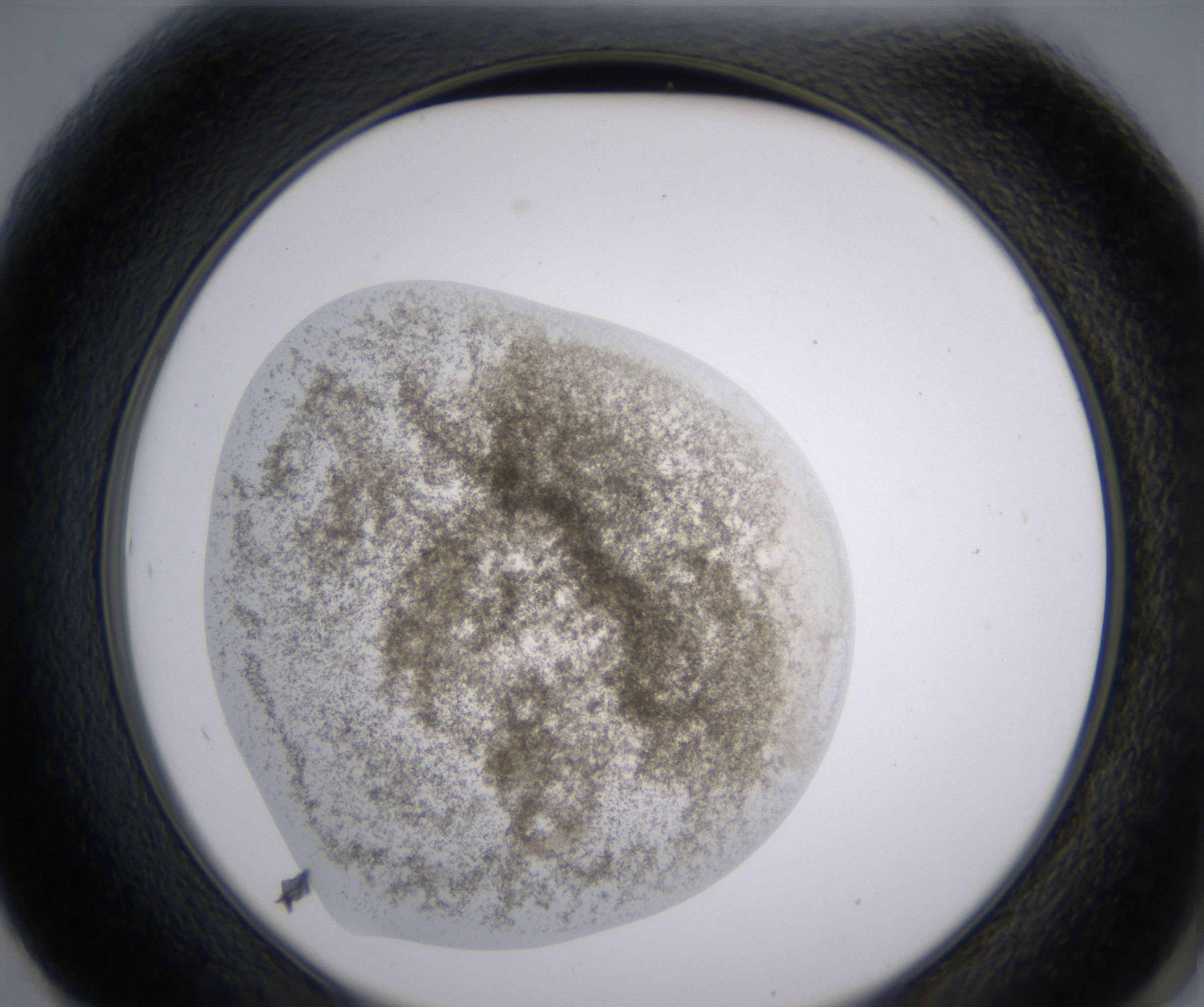F1_HighResolution_Precipitate_2.jpg