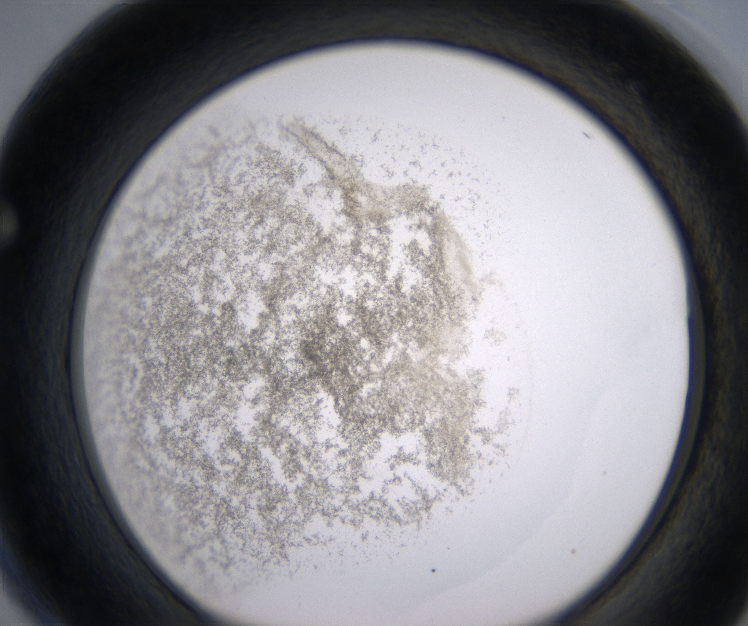 F4_HighResolution_Precipitate_1.jpg