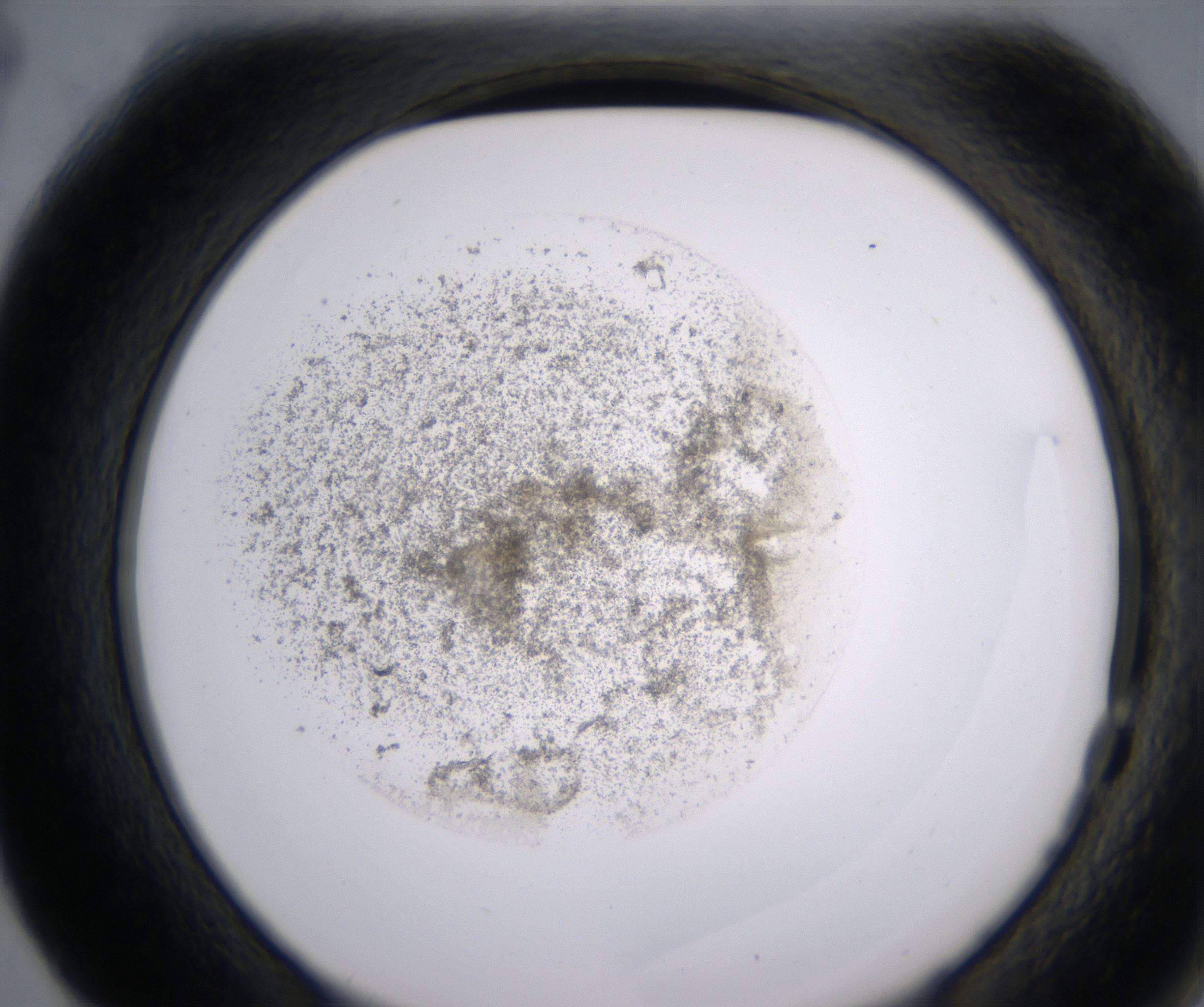 F4_HighResolution_Precipitate_2.jpg