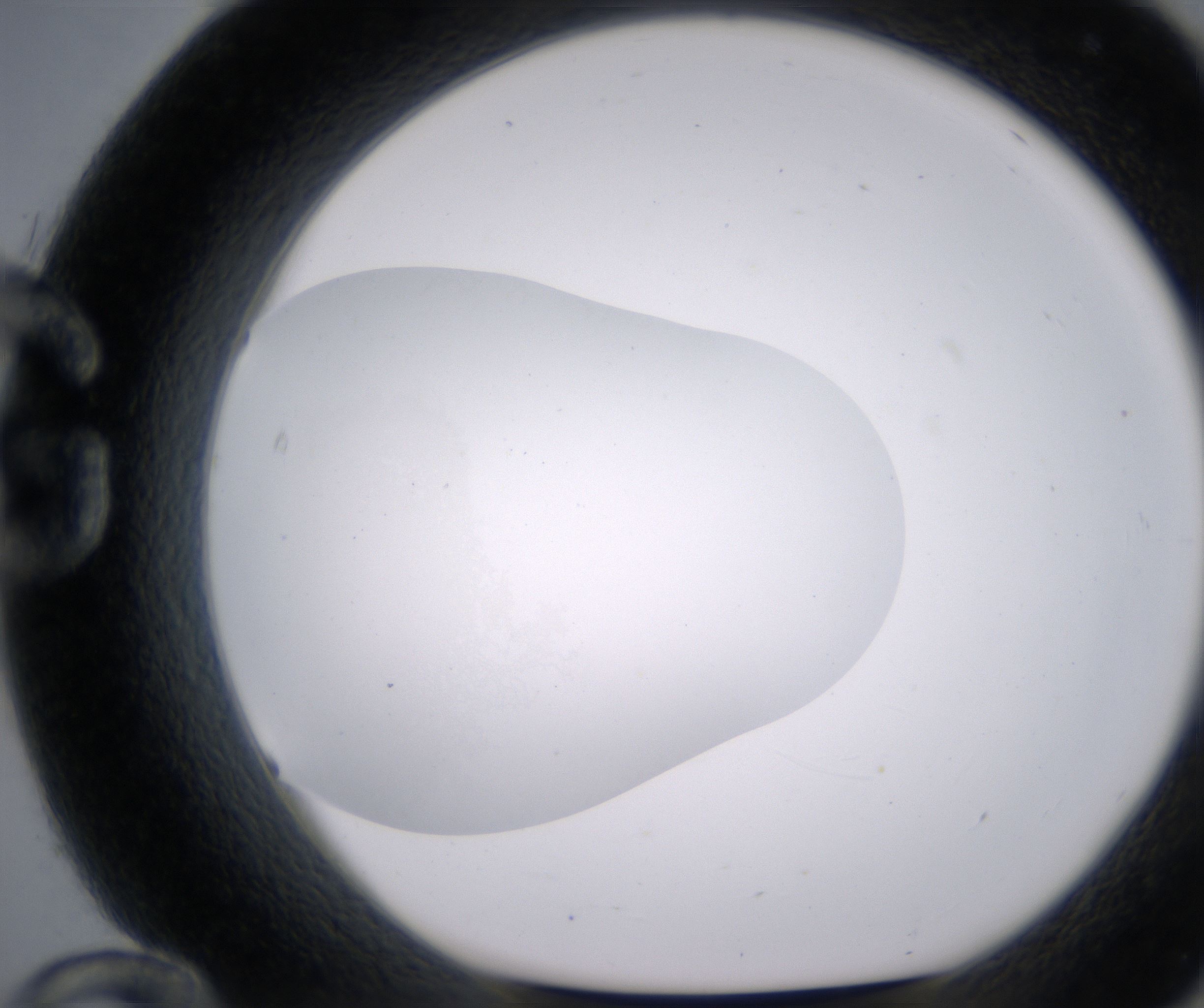 G12_HighResolution_Clear_1.jpg