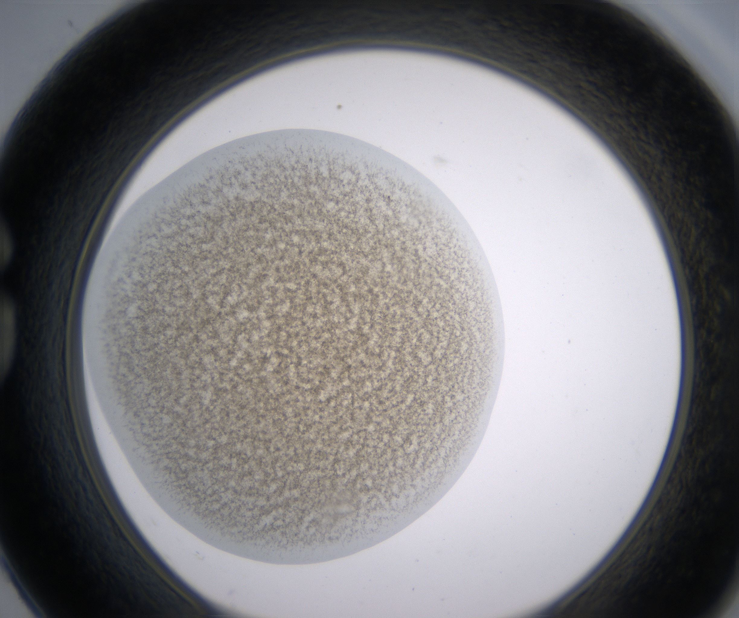 G2_HighResolution_Precipitate_1.jpg