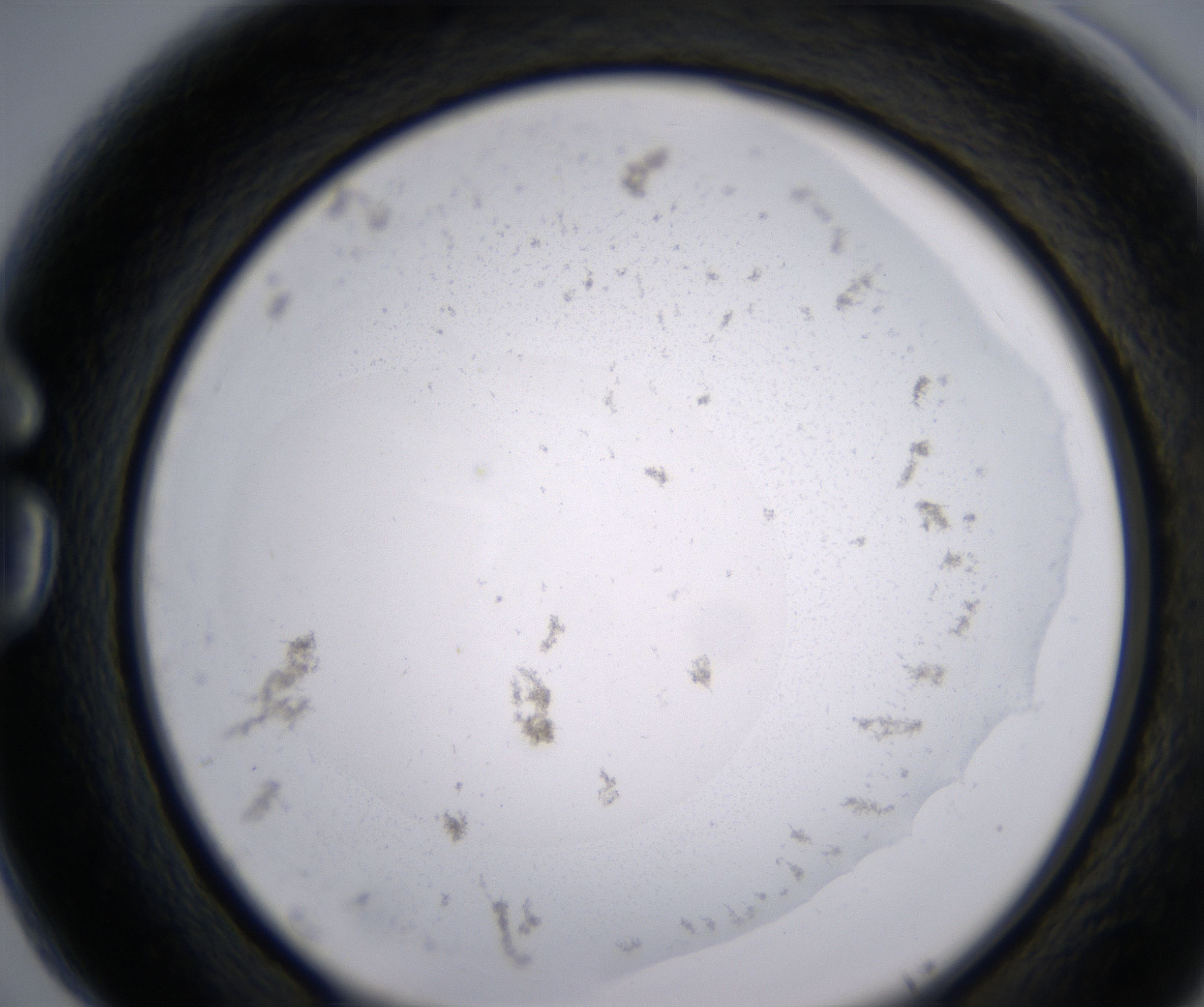 G5_HighResolution_Precipitate_1.jpg