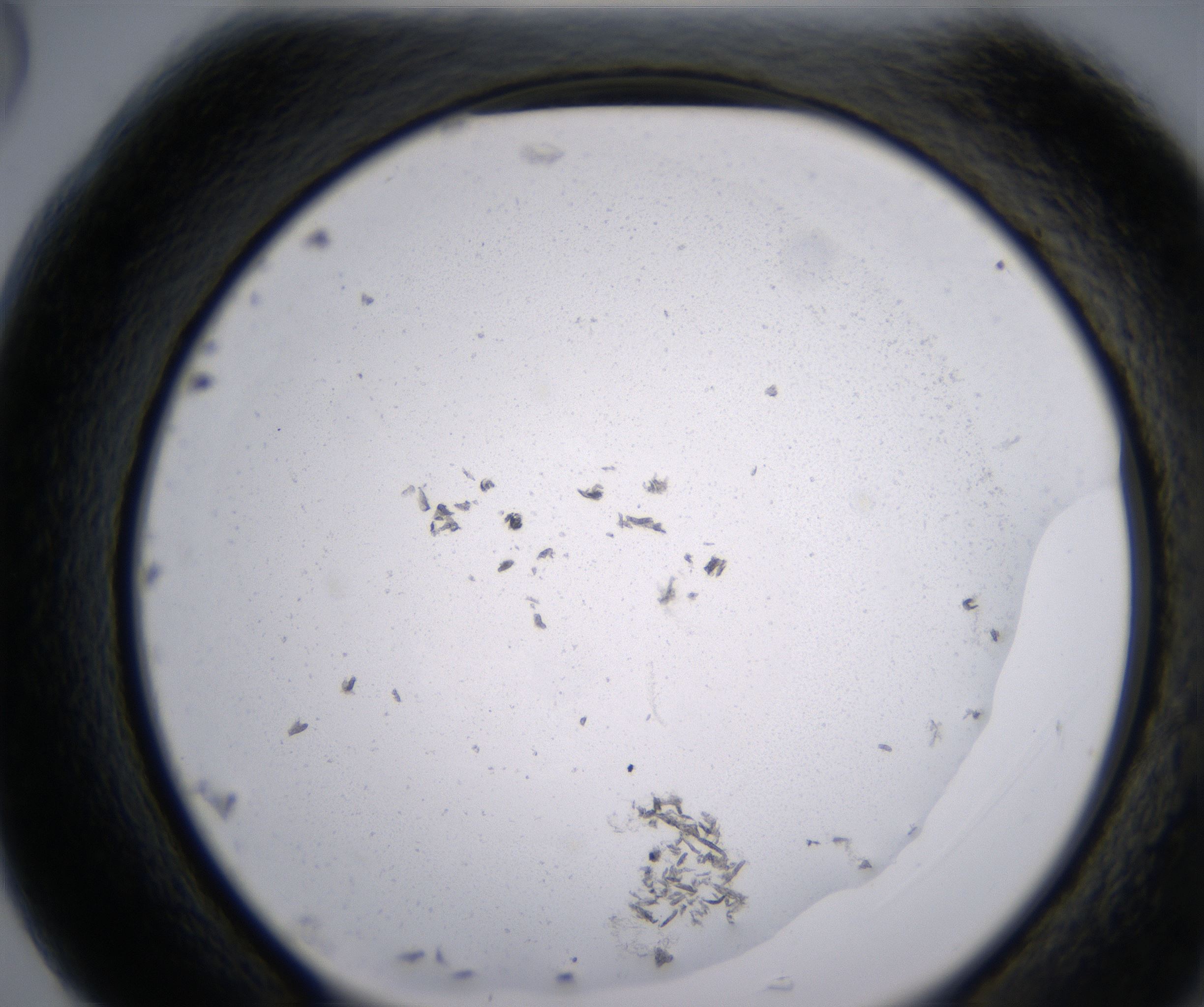 G5_HighResolution_Precipitate_2.jpg