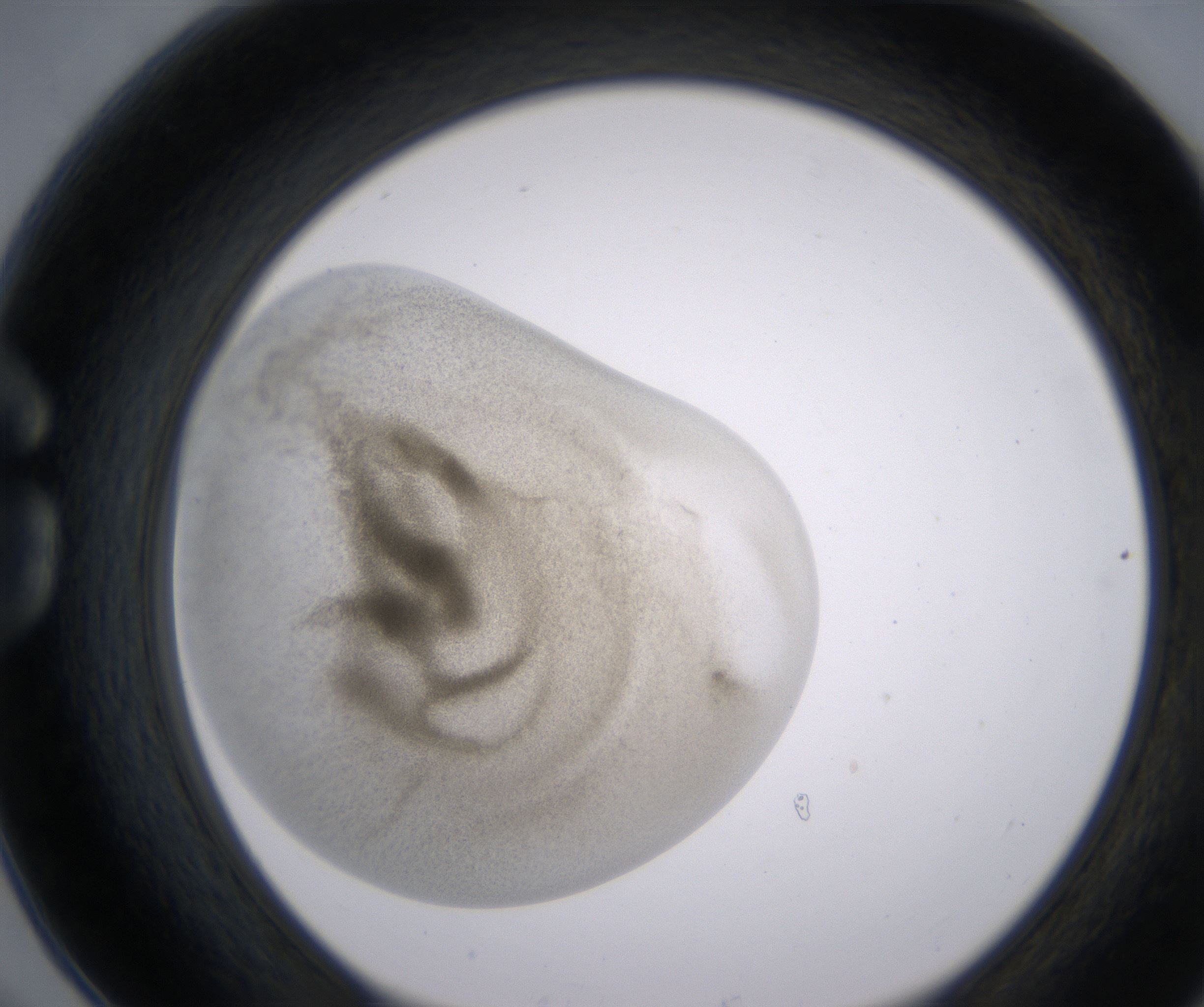 G6_HighResolution_Precipitate_1.jpg