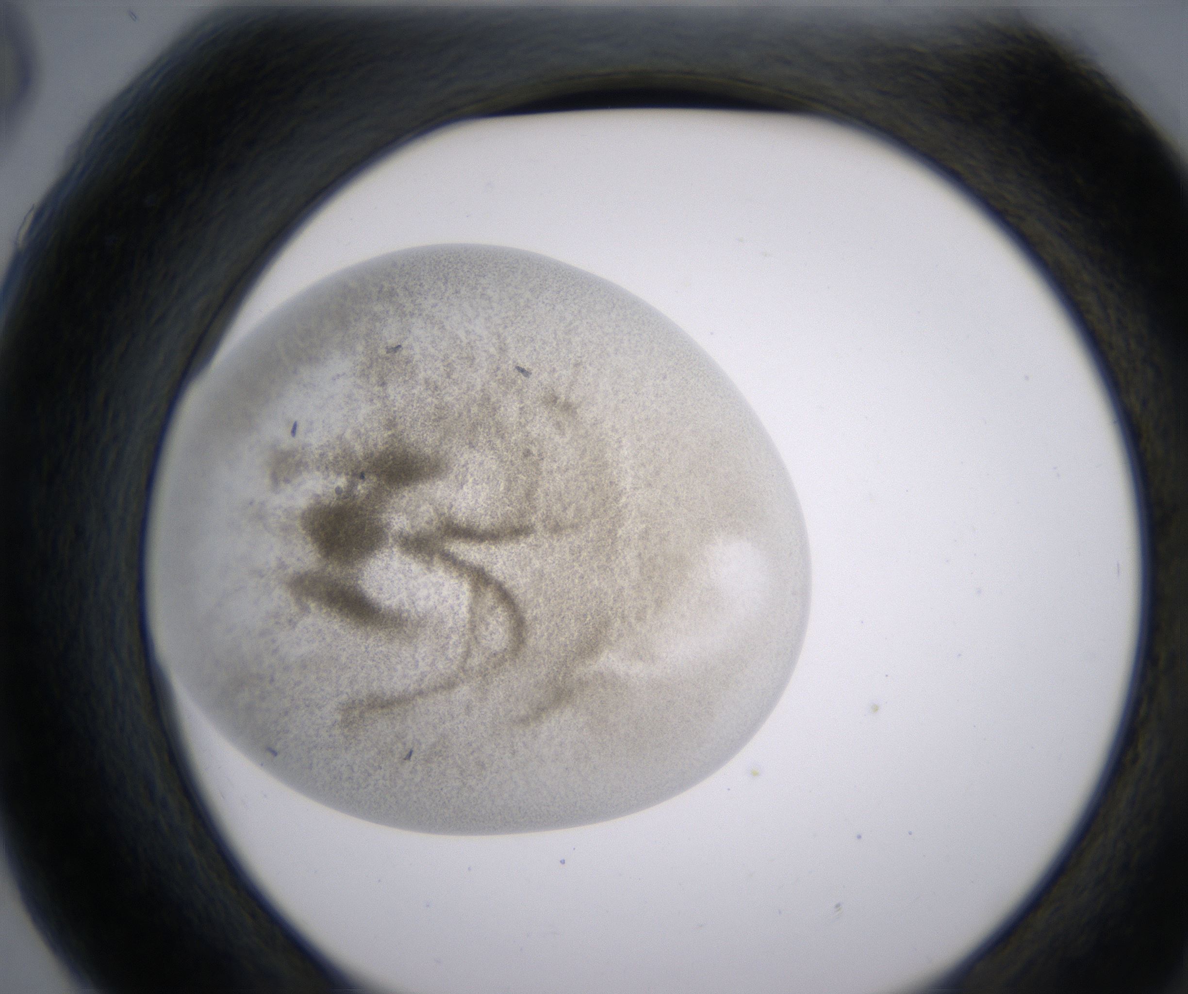 G6_HighResolution_Precipitate_2.jpg