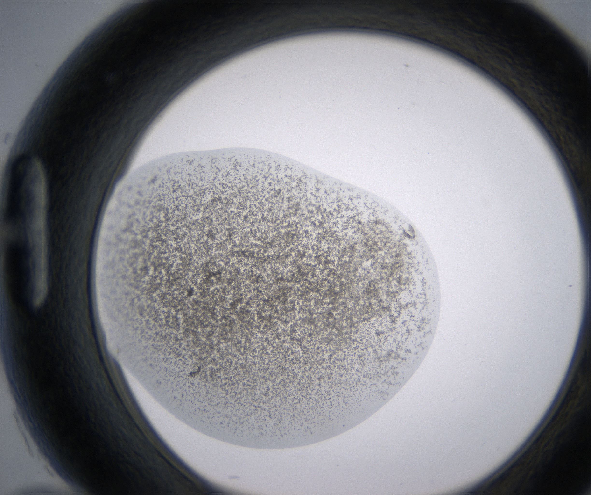 H10_HighResolution_Precipitate_1.jpg