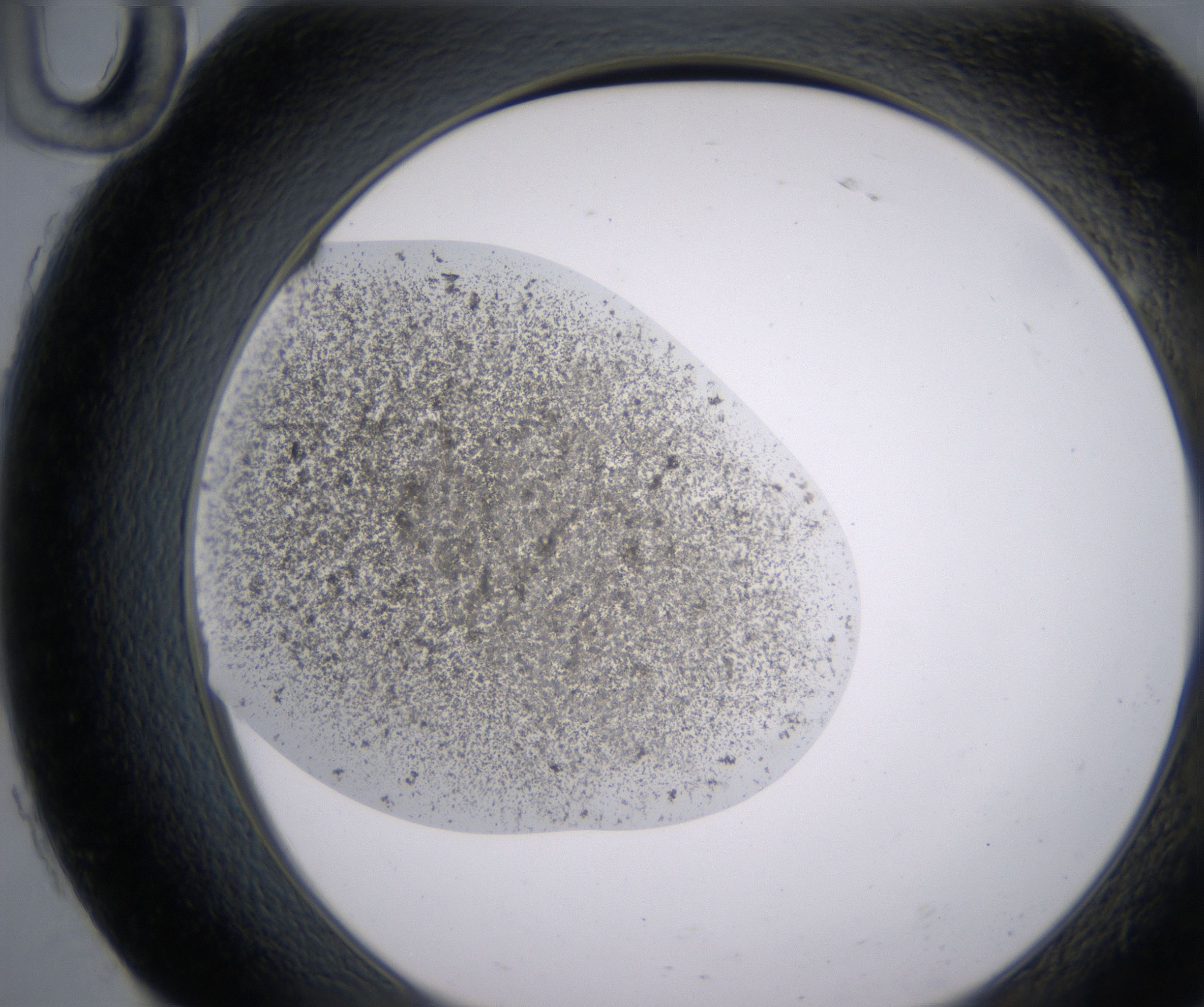H10_HighResolution_Precipitate_2.jpg
