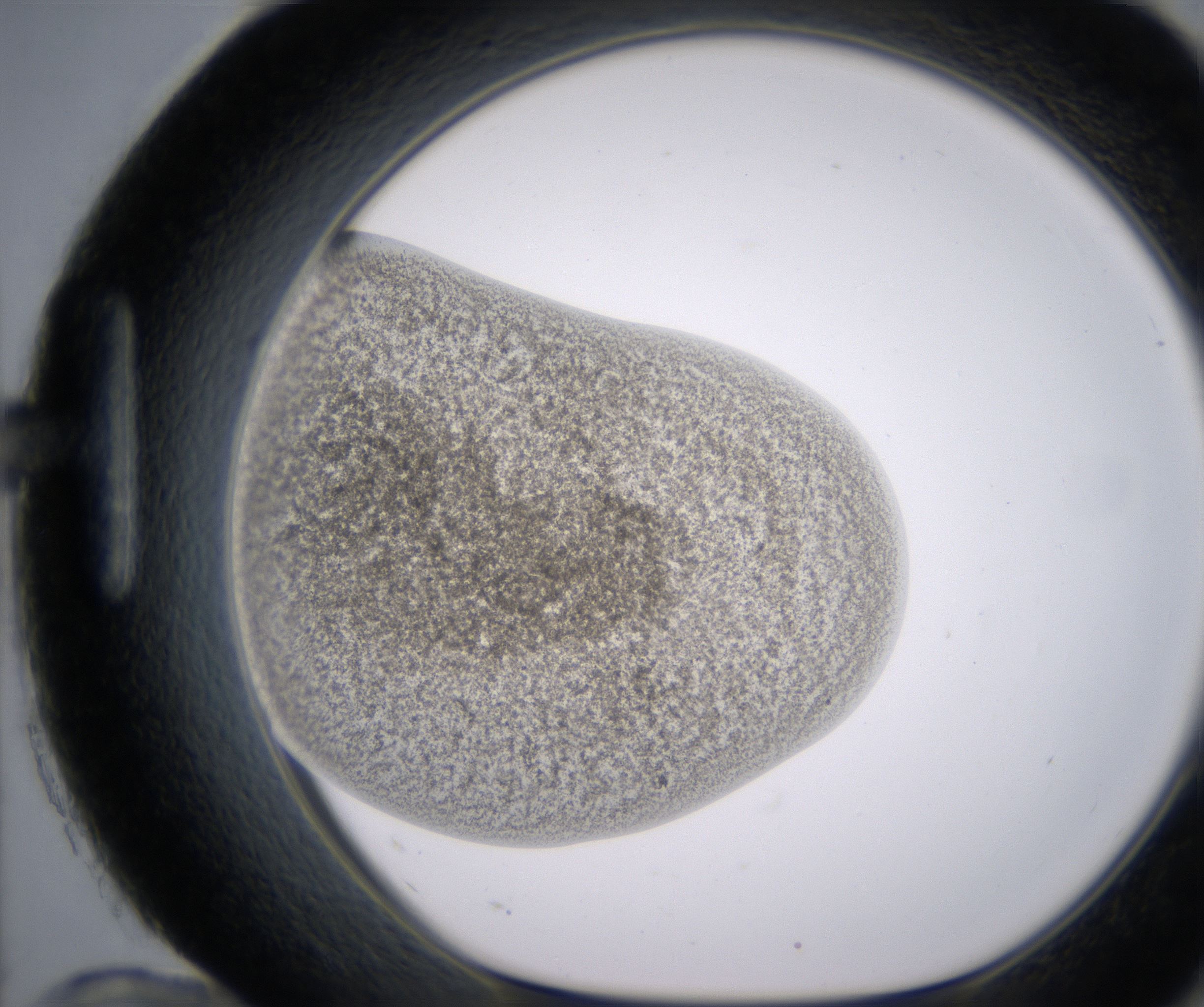 H12_HighResolution_Precipitate_1.jpg
