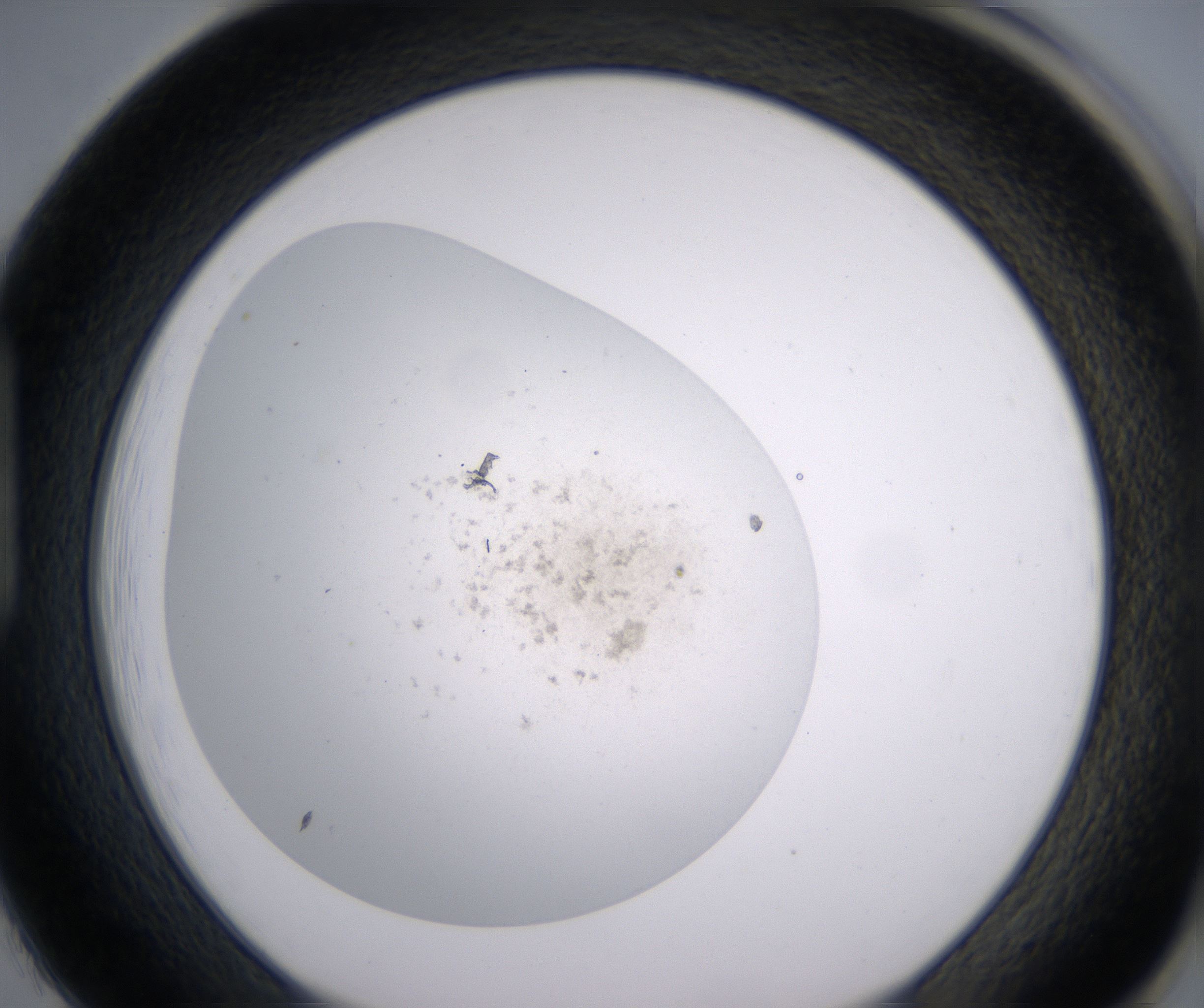 H1_HighResolution_Precipitate_1.jpg