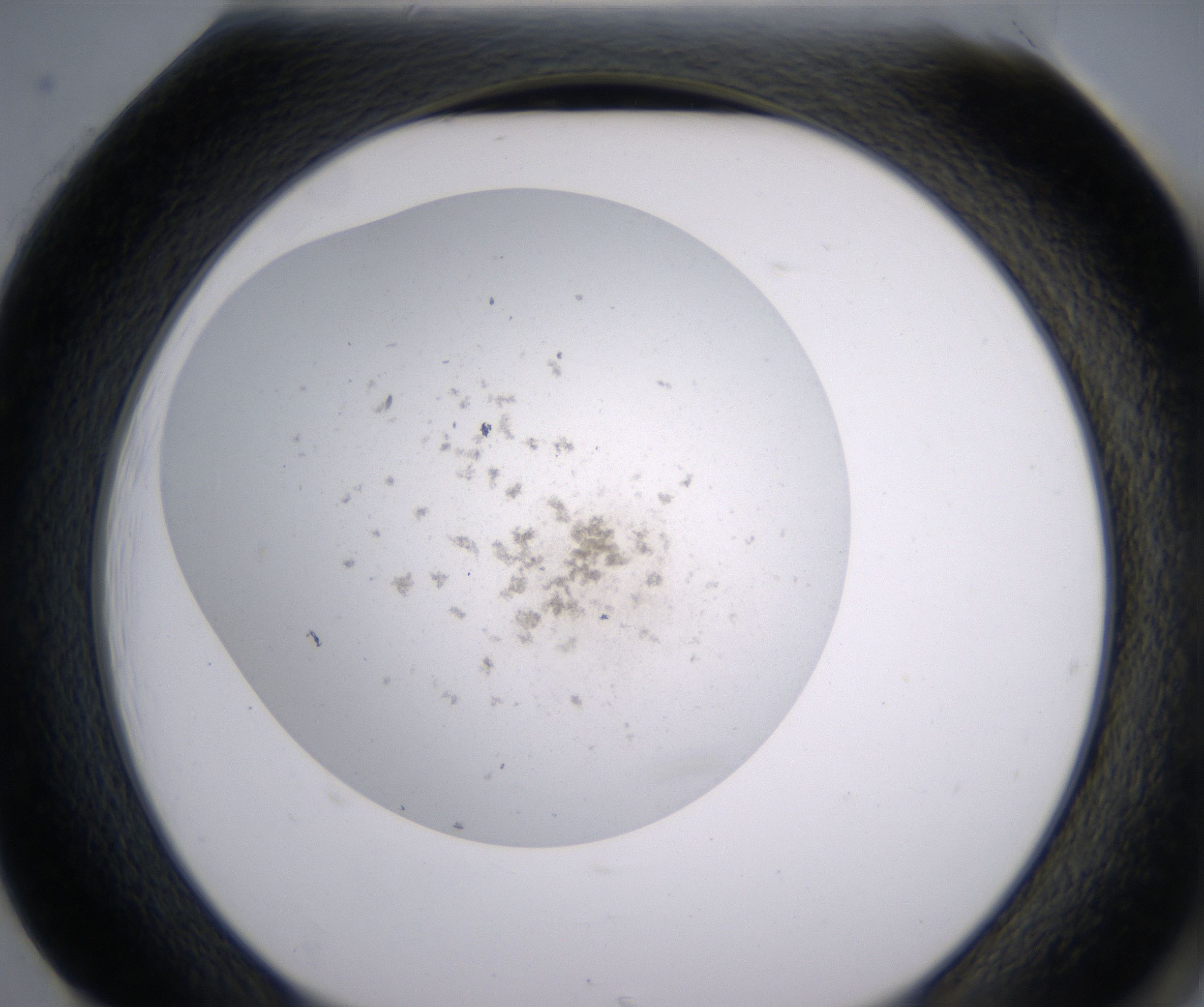 H1_HighResolution_Precipitate_2.jpg