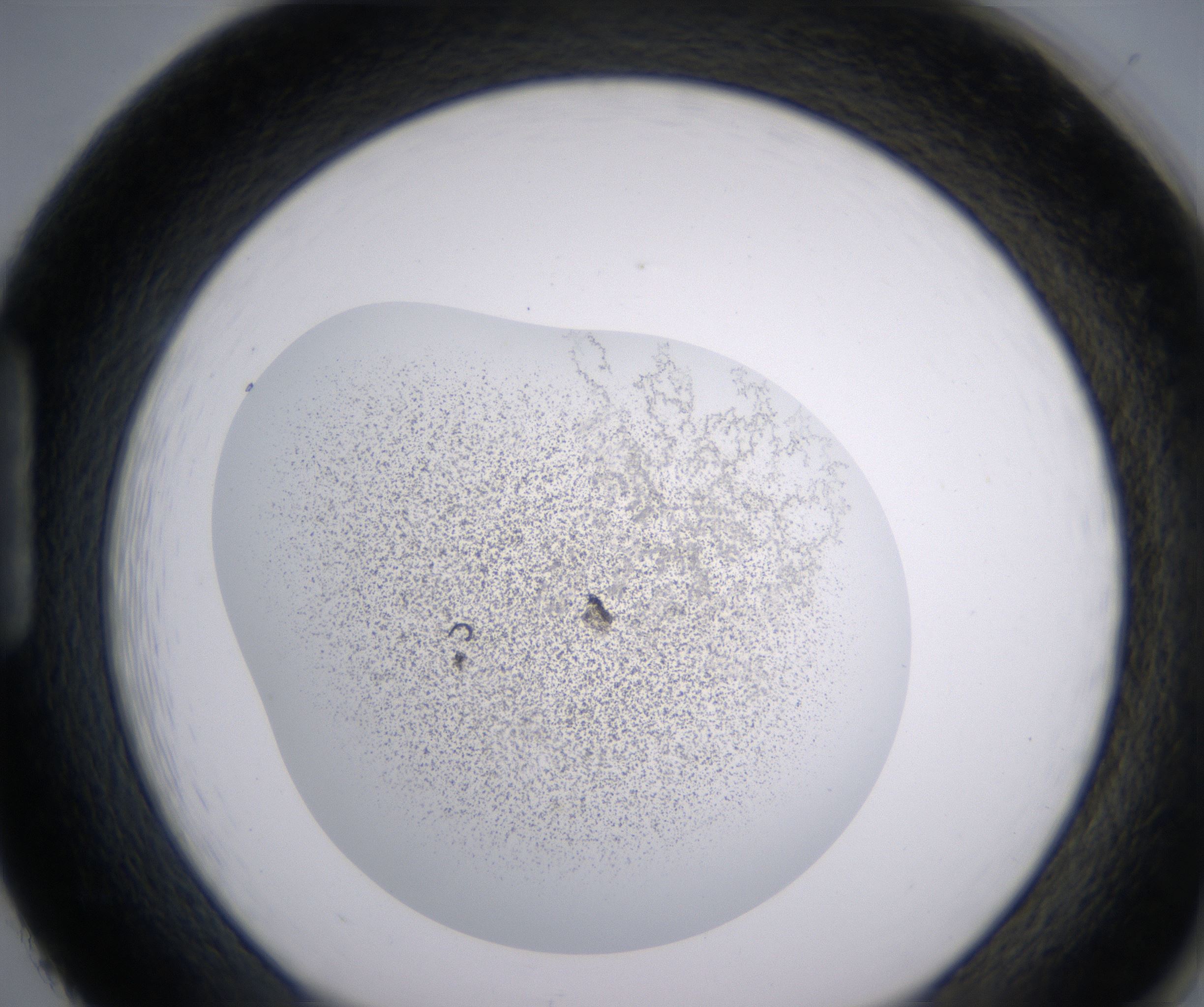 H2_HighResolution_Precipitate_1.jpg