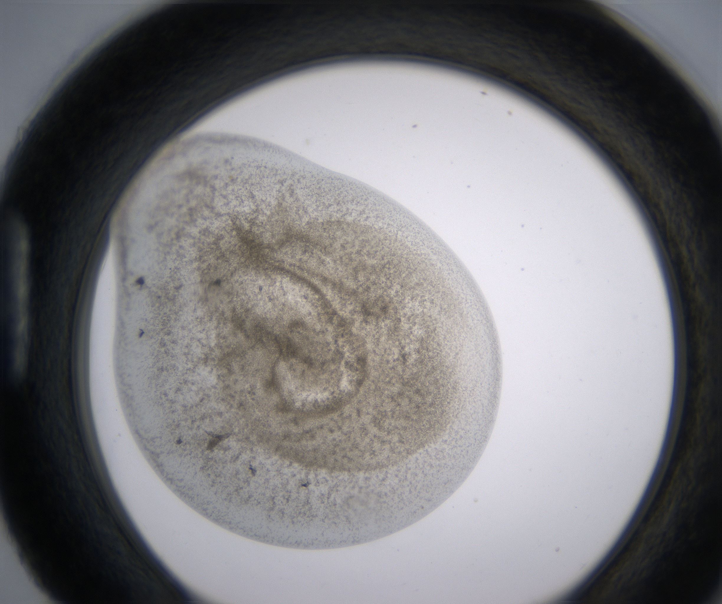 H4_HighResolution_Precipitate_1.jpg