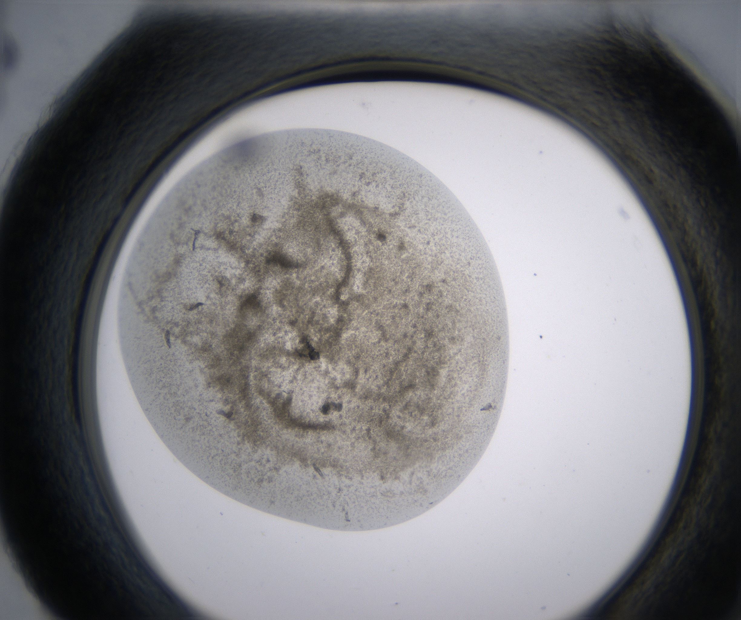 H4_HighResolution_Precipitate_2.jpg