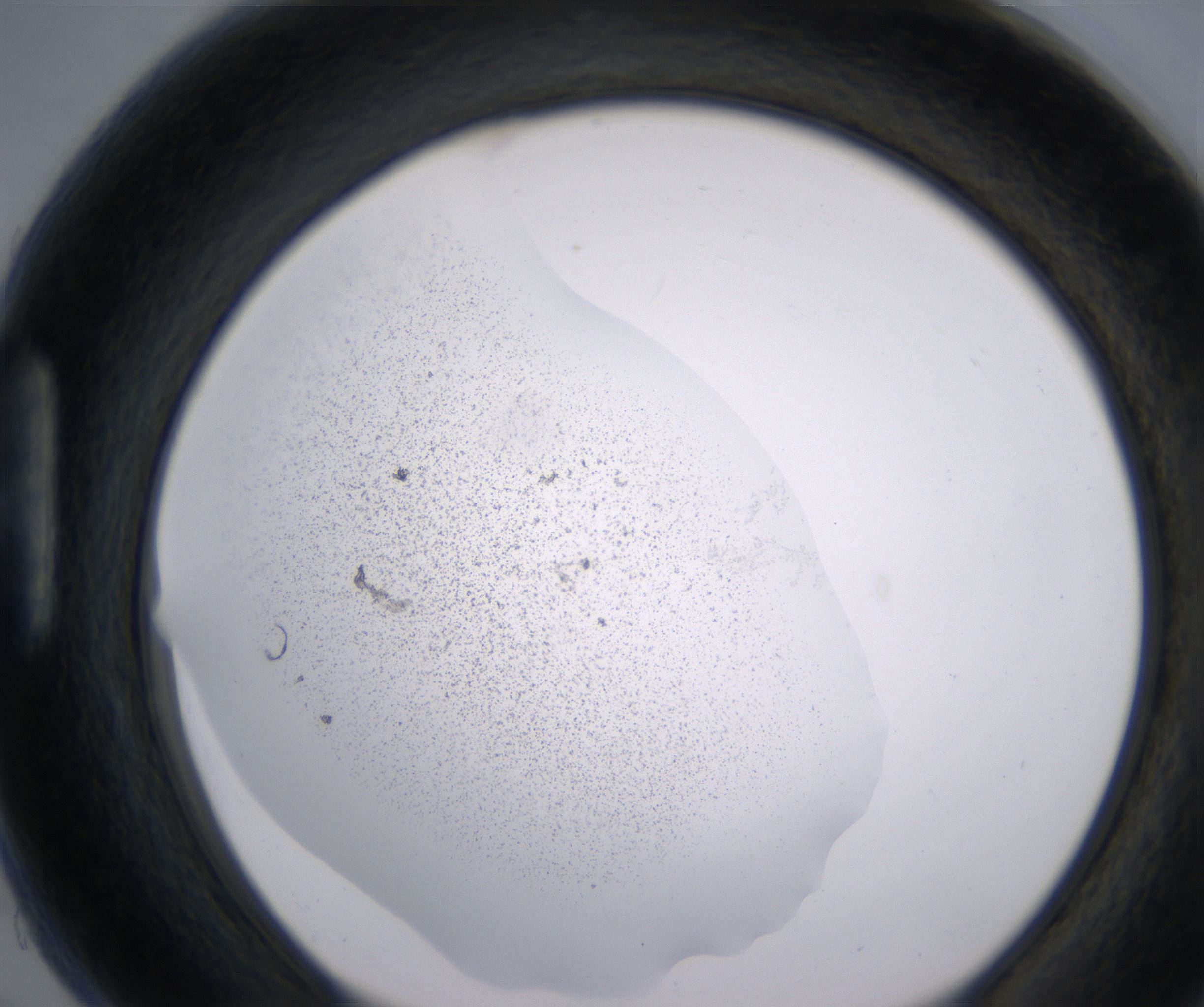 H5_HighResolution_Precipitate_1.jpg
