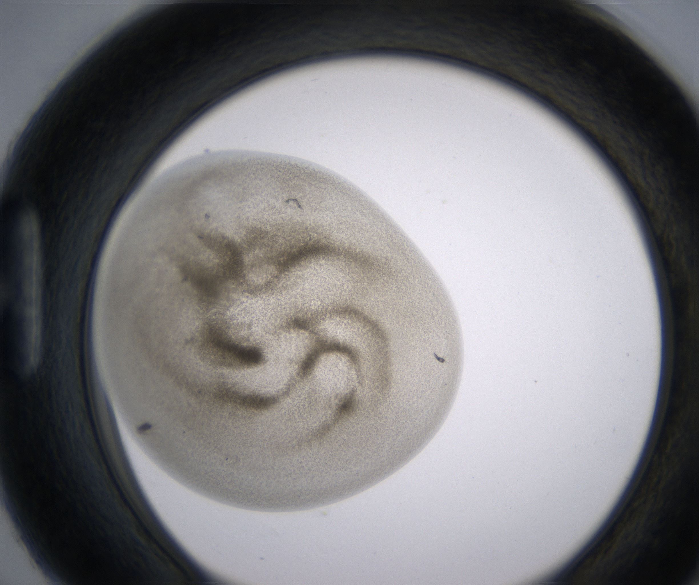 H6_HighResolution_Precipitate_1.jpg