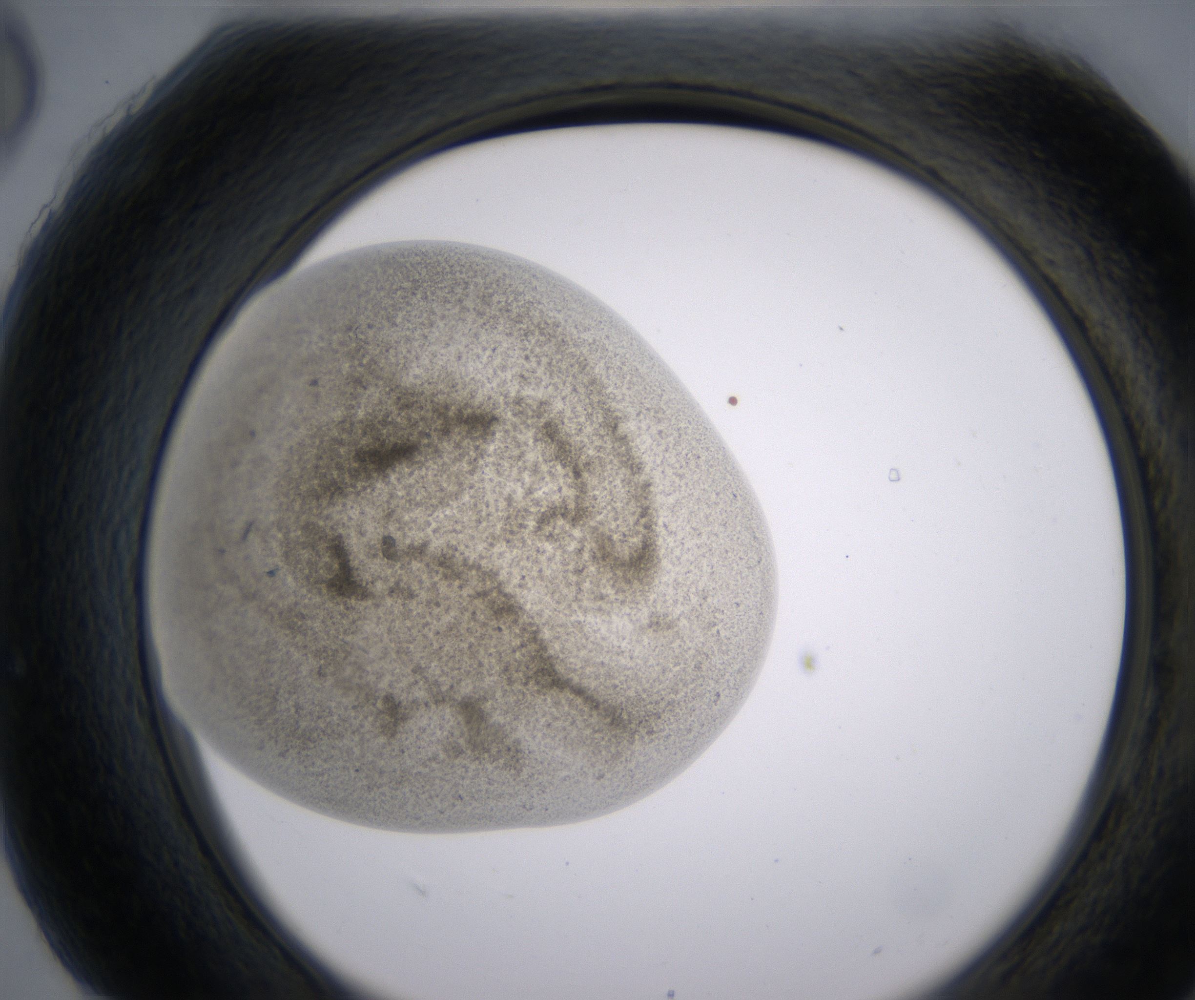 H6_HighResolution_Precipitate_2.jpg