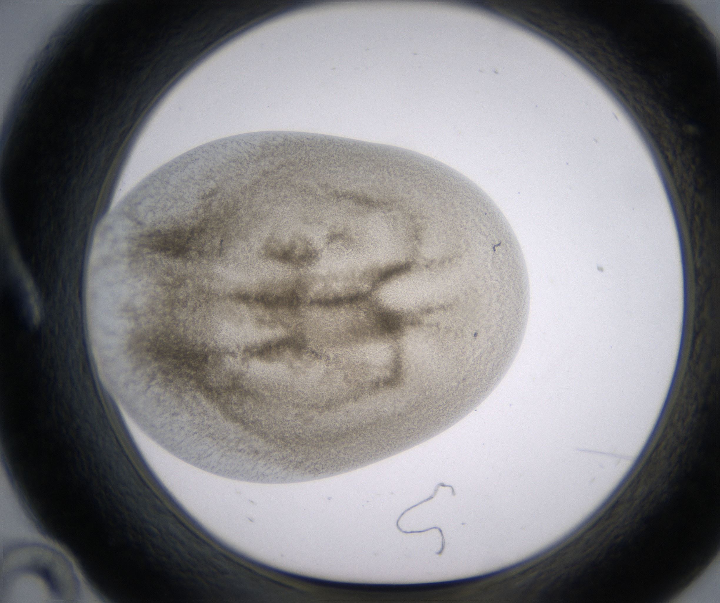 A10_HighResolution_Precipitate_1.jpg