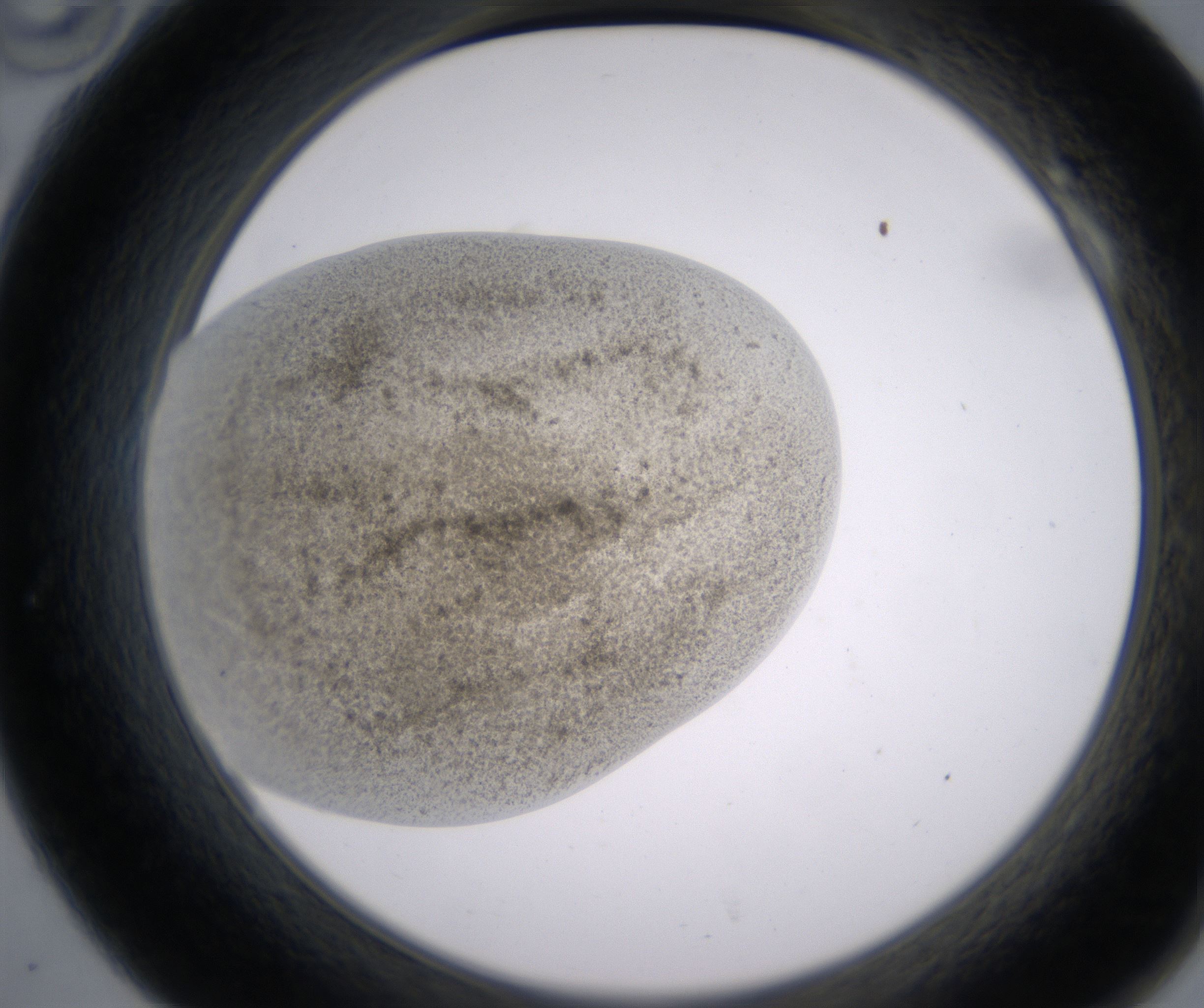 A10_HighResolution_Precipitate_2.jpg