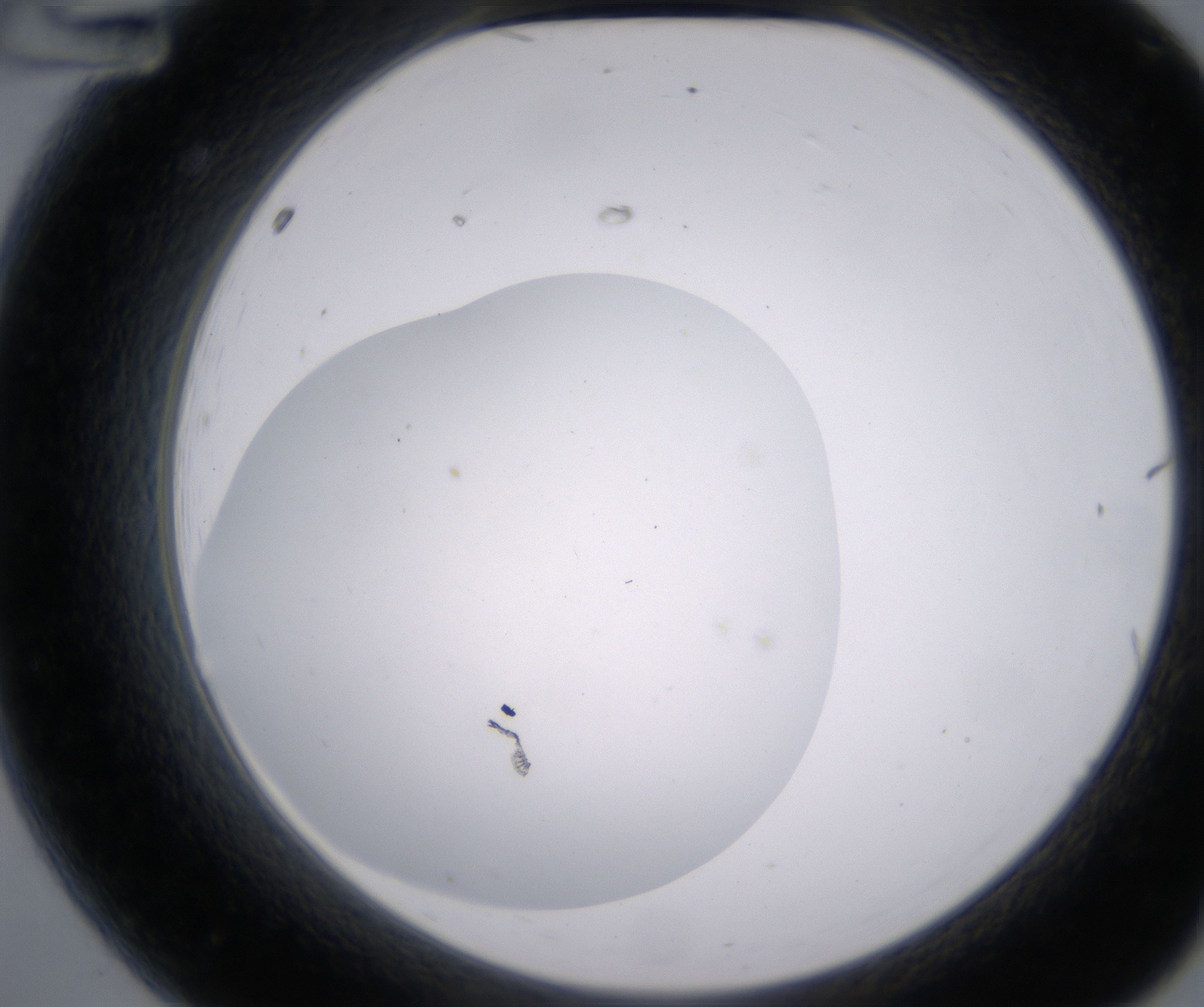 A12_HighResolution_Clear_2.jpg