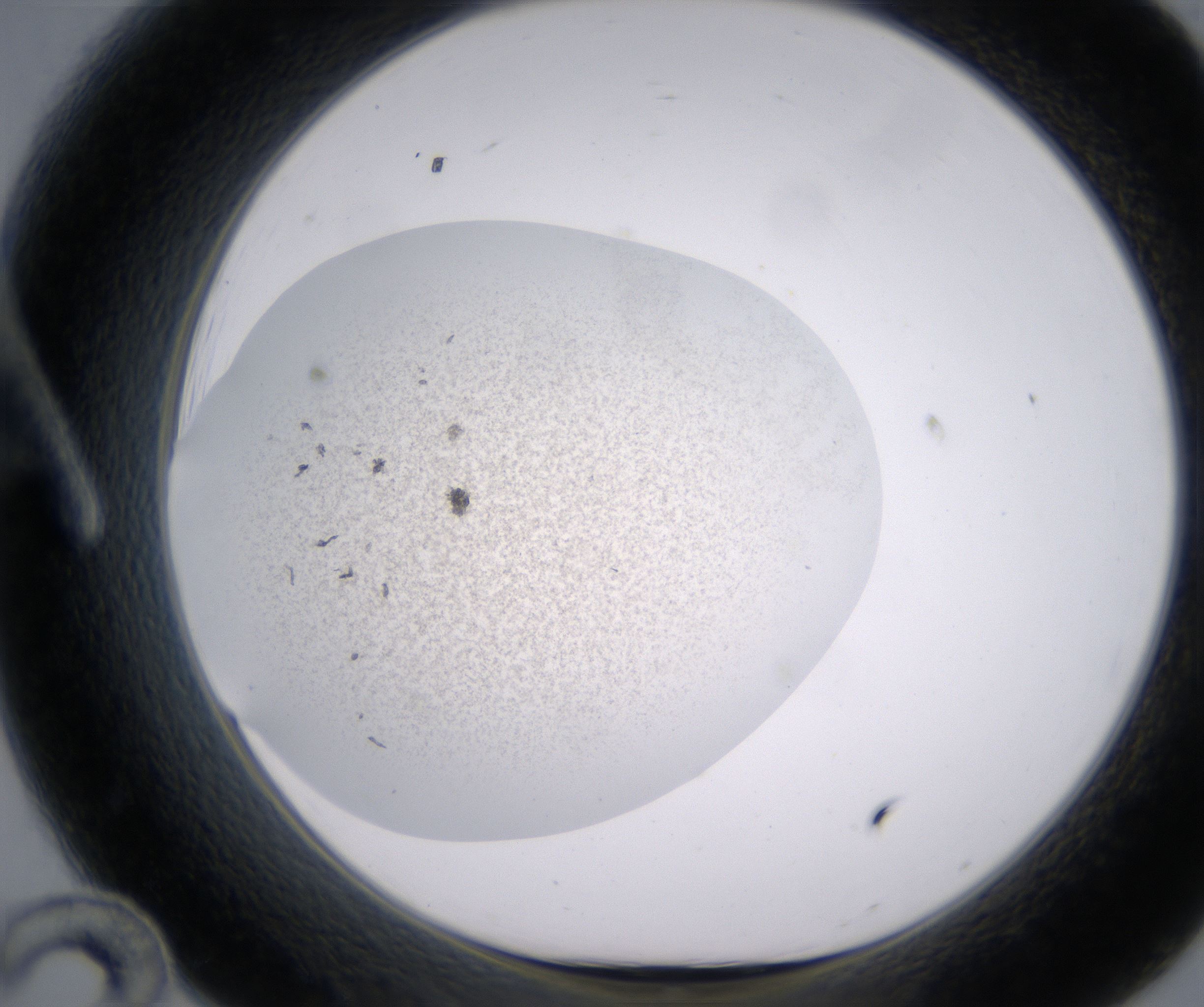 A12_HighResolution_Precipitate_1.jpg