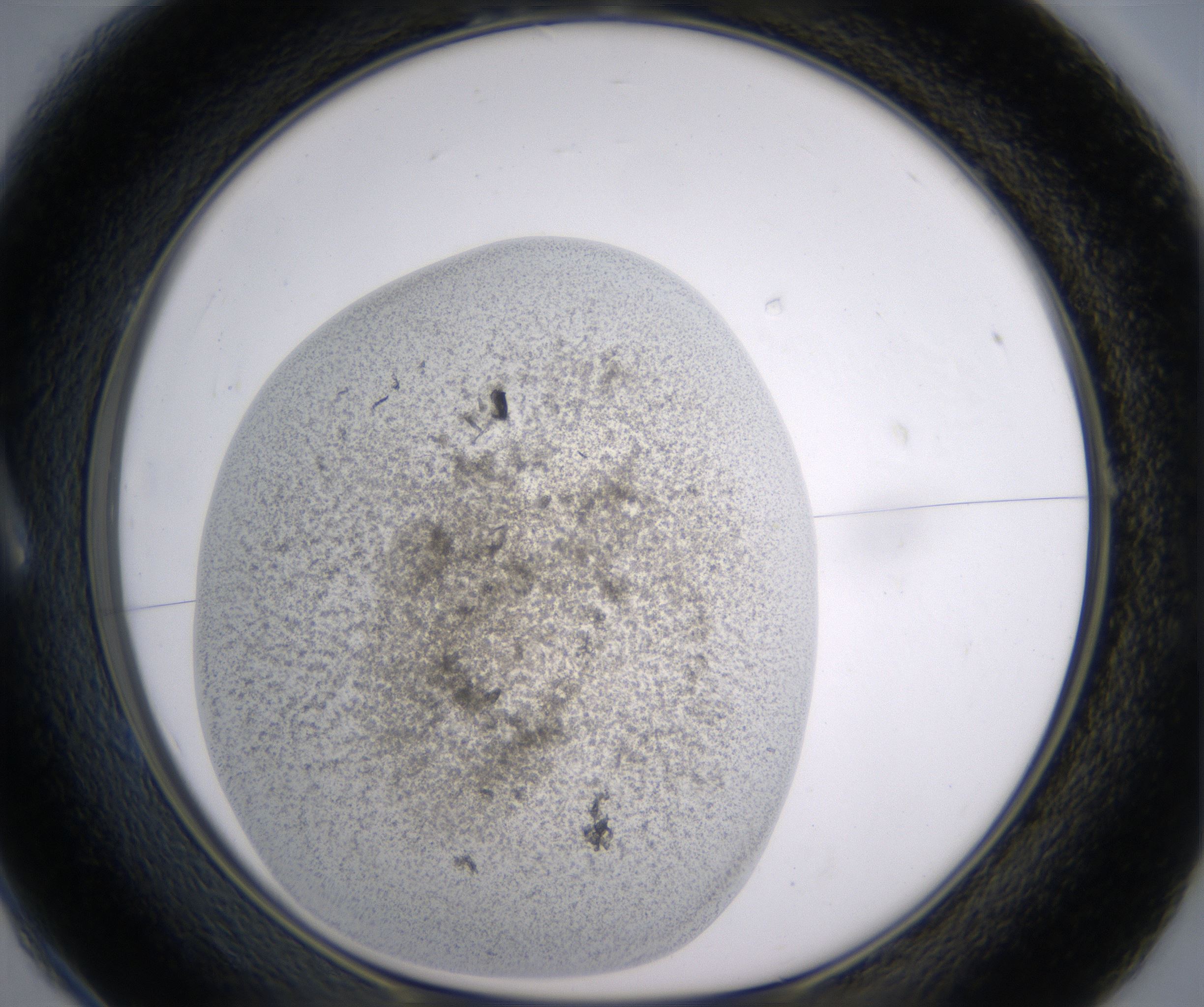 A1_HighResolution_Precipitate_1.jpg