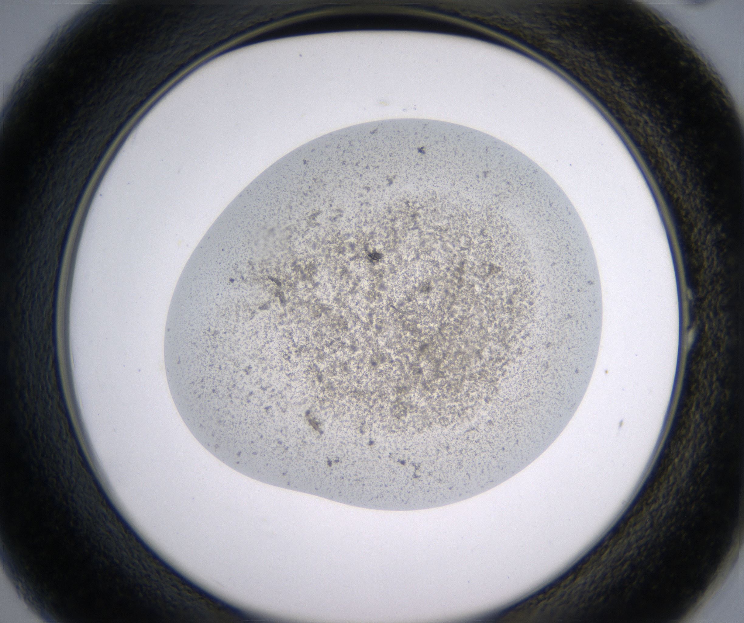 A1_HighResolution_Precipitate_2.jpg