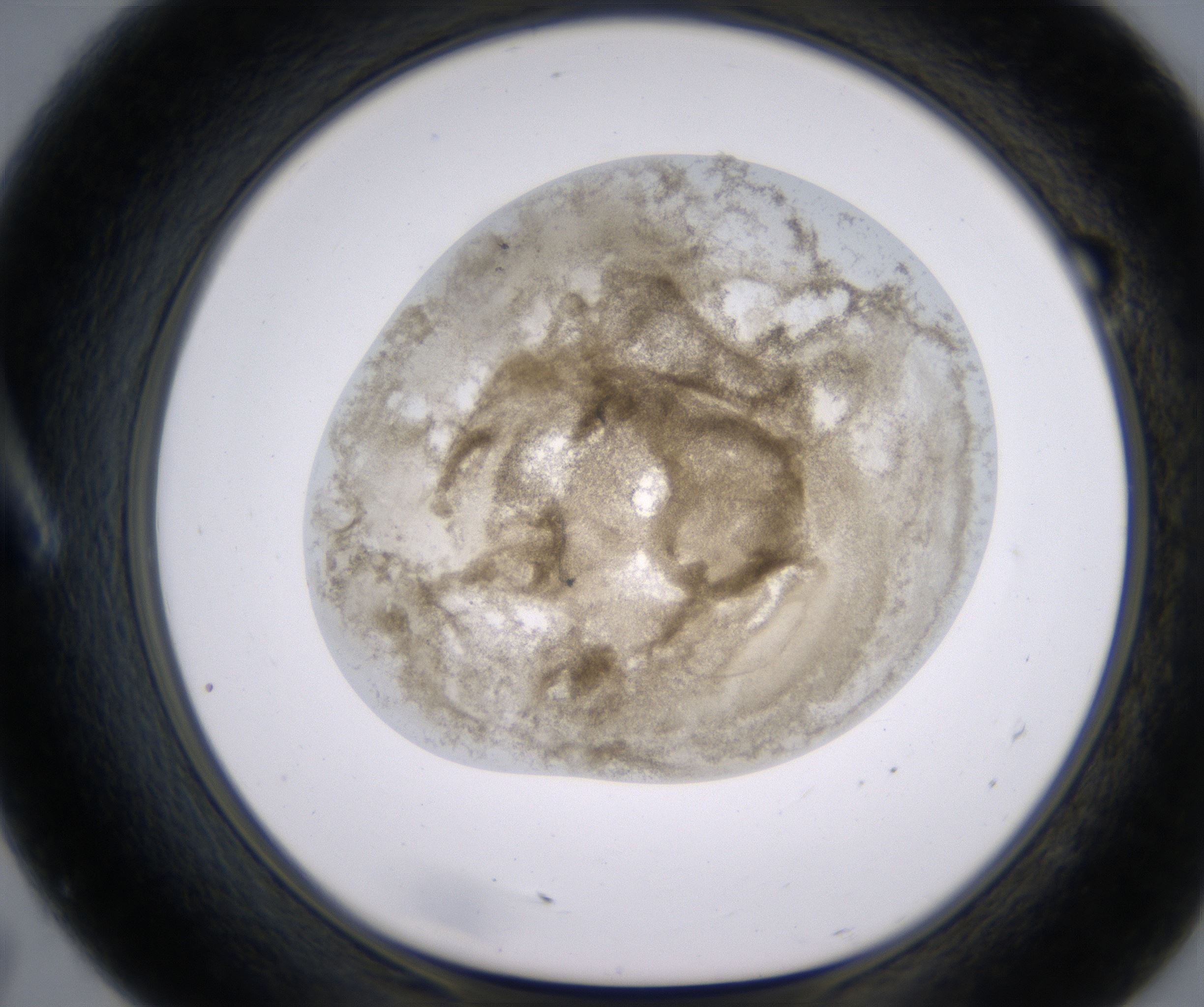 A7_HighResolution_Precipitate_1.jpg