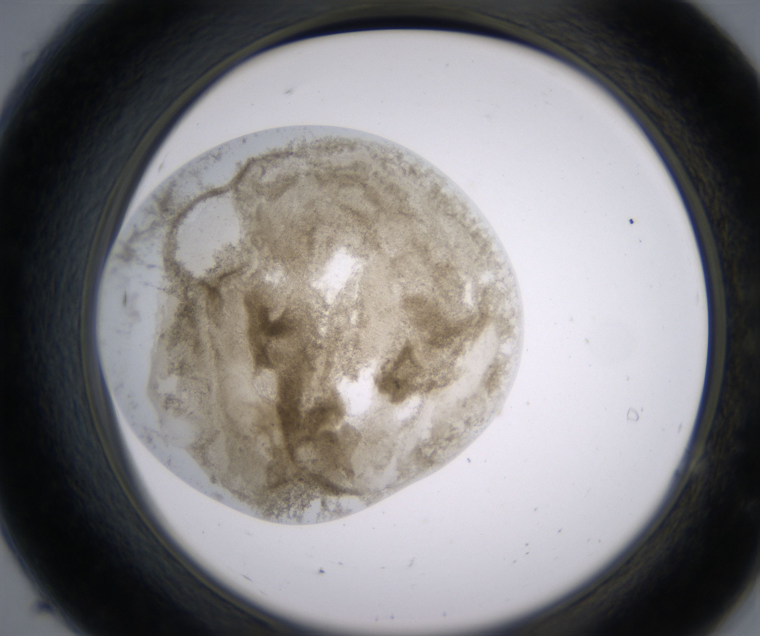 A7_HighResolution_Precipitate_2.jpg