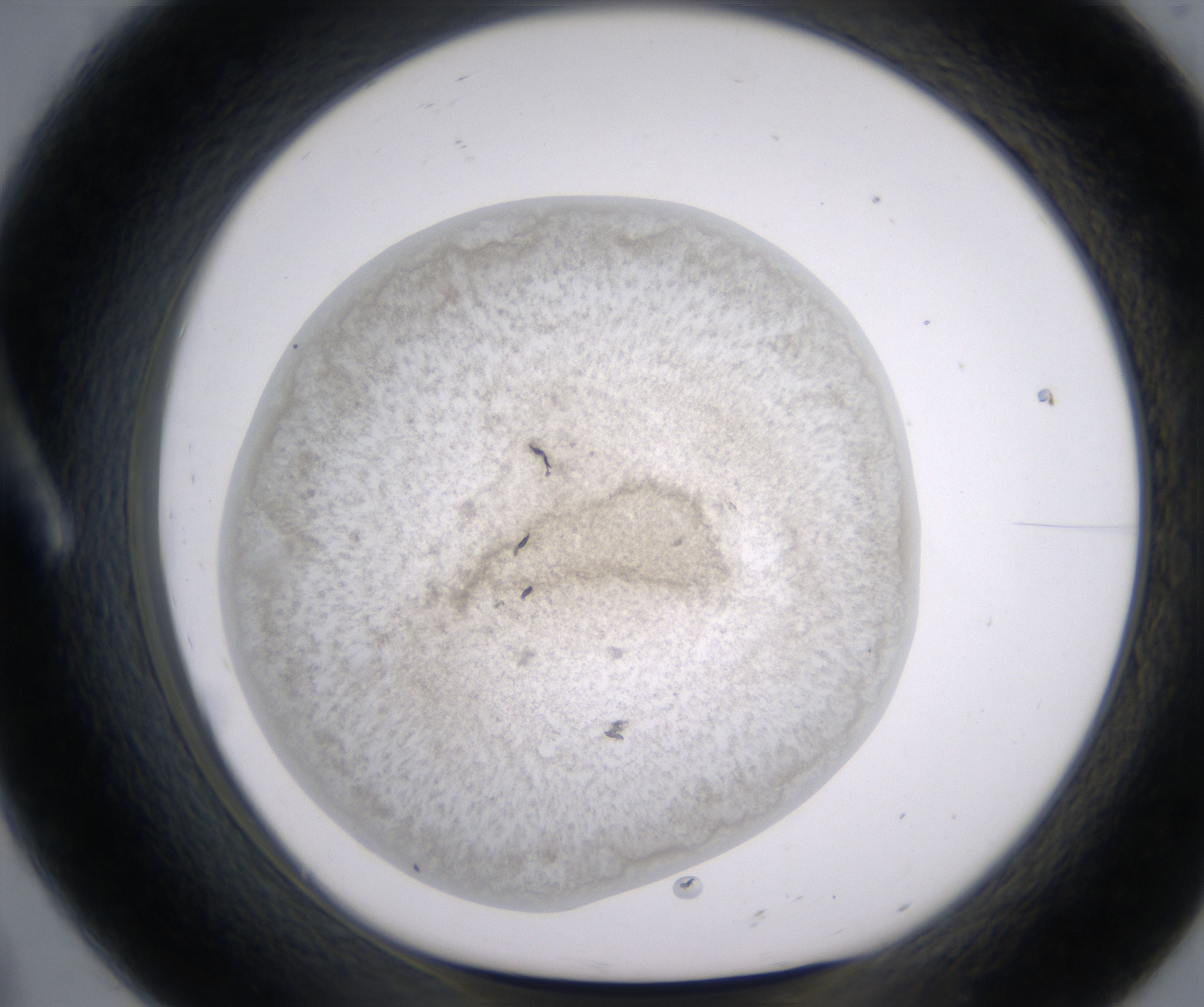 A8_HighResolution_Precipitate_1.jpg