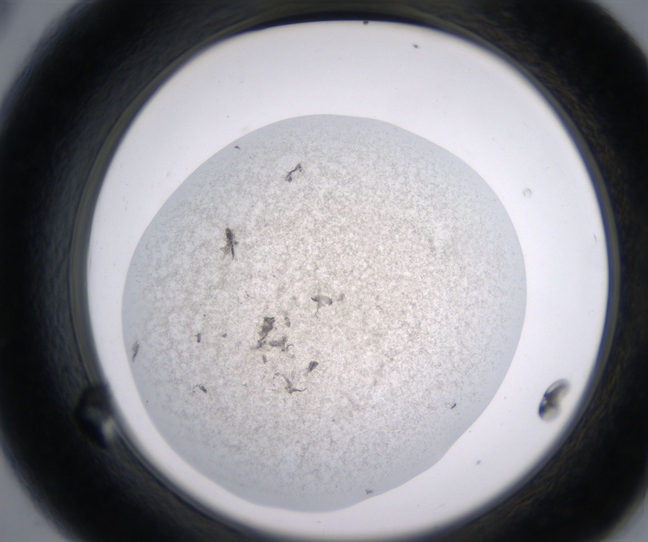 A8_HighResolution_Precipitate_2.jpg