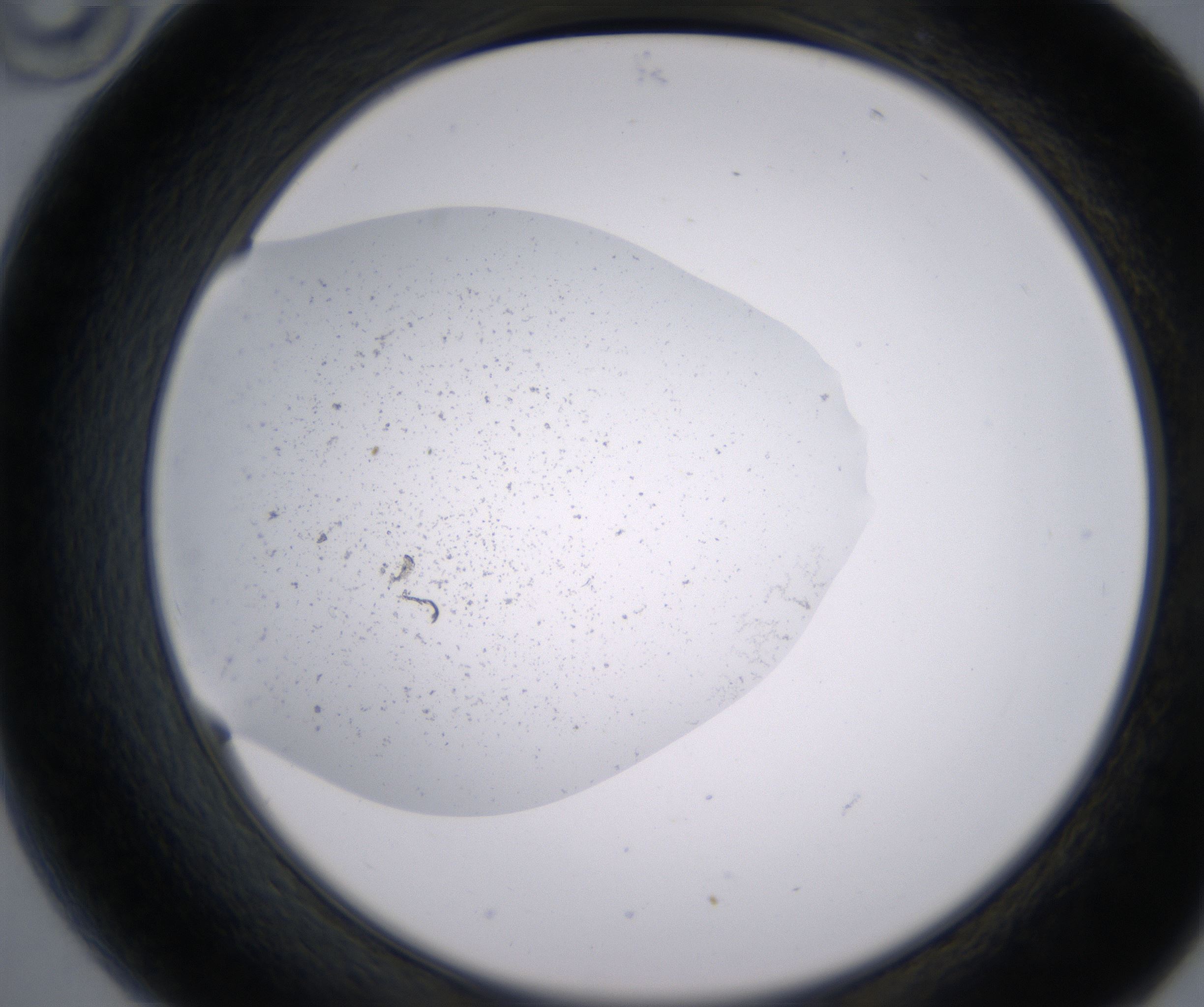 B10_HighResolution_Precipitate_2.jpg
