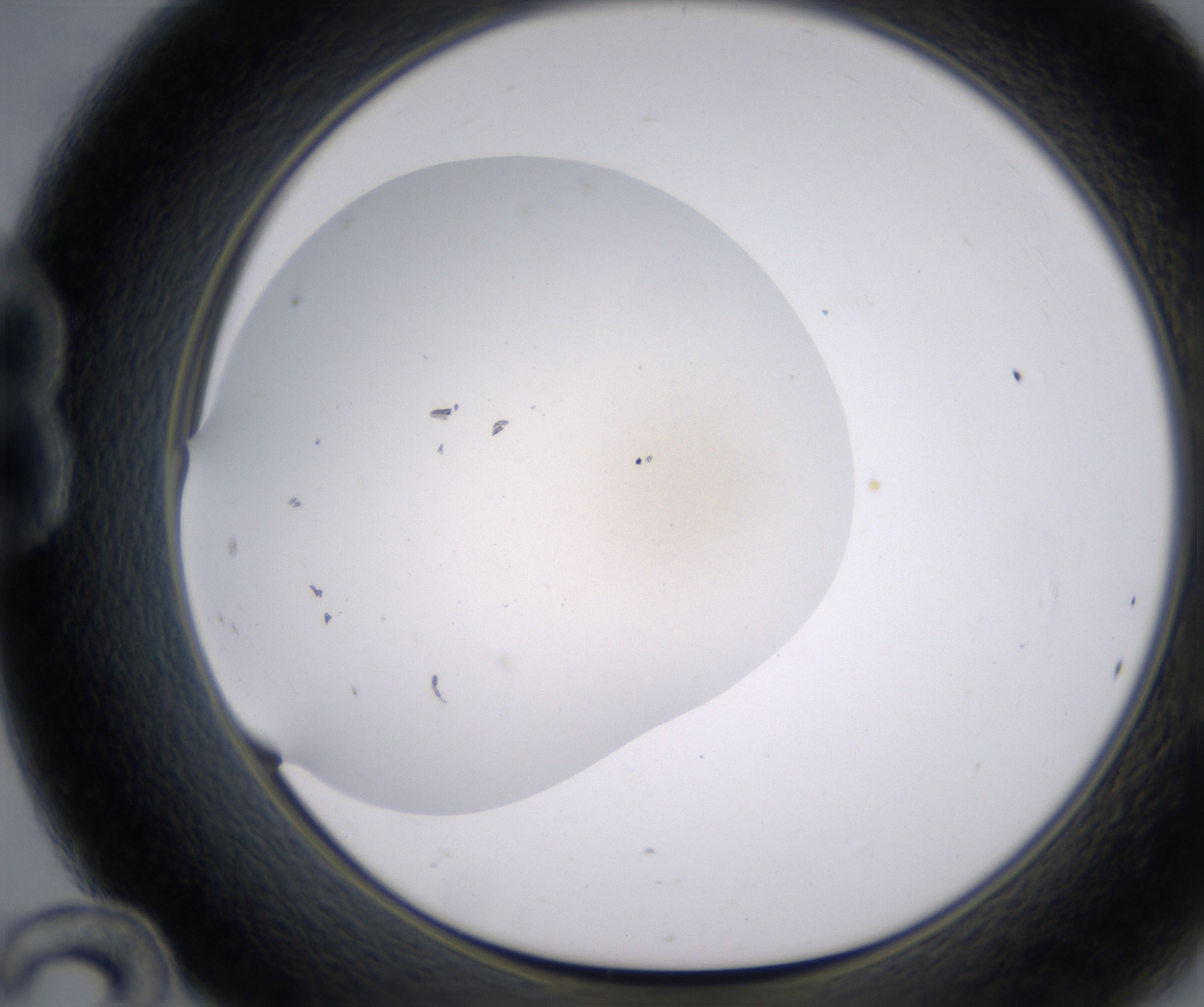 B12_HighResolution_Precipitate_1.jpg