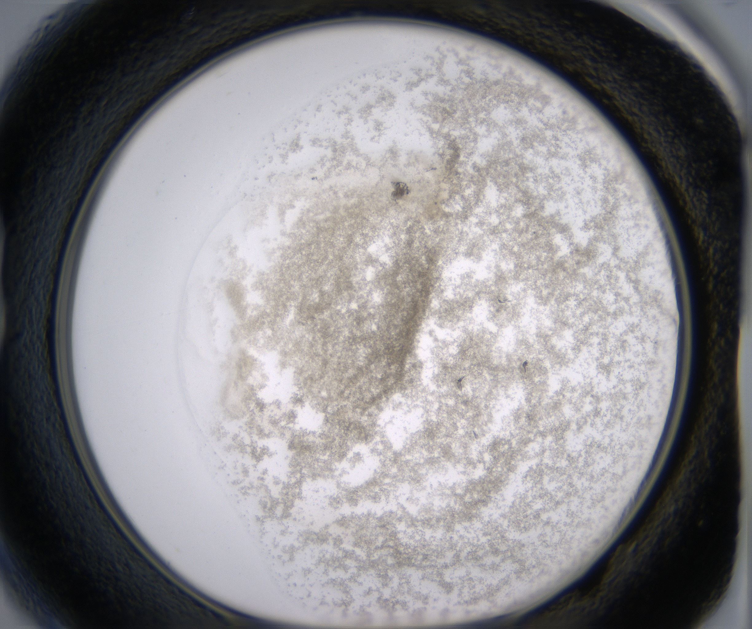 B1_HighResolution_Precipitate_1.jpg