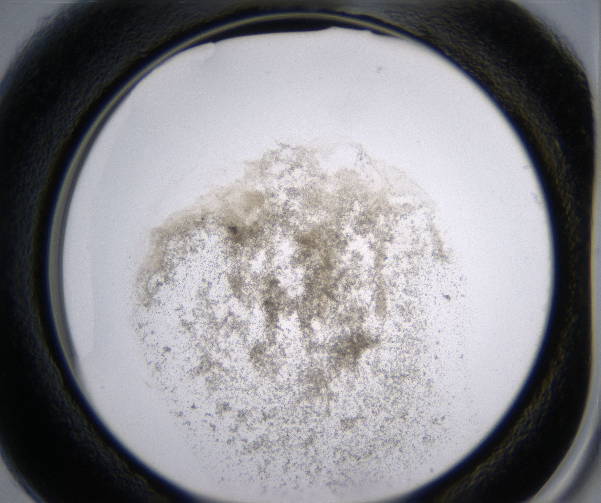 B1_HighResolution_Precipitate_2.jpg