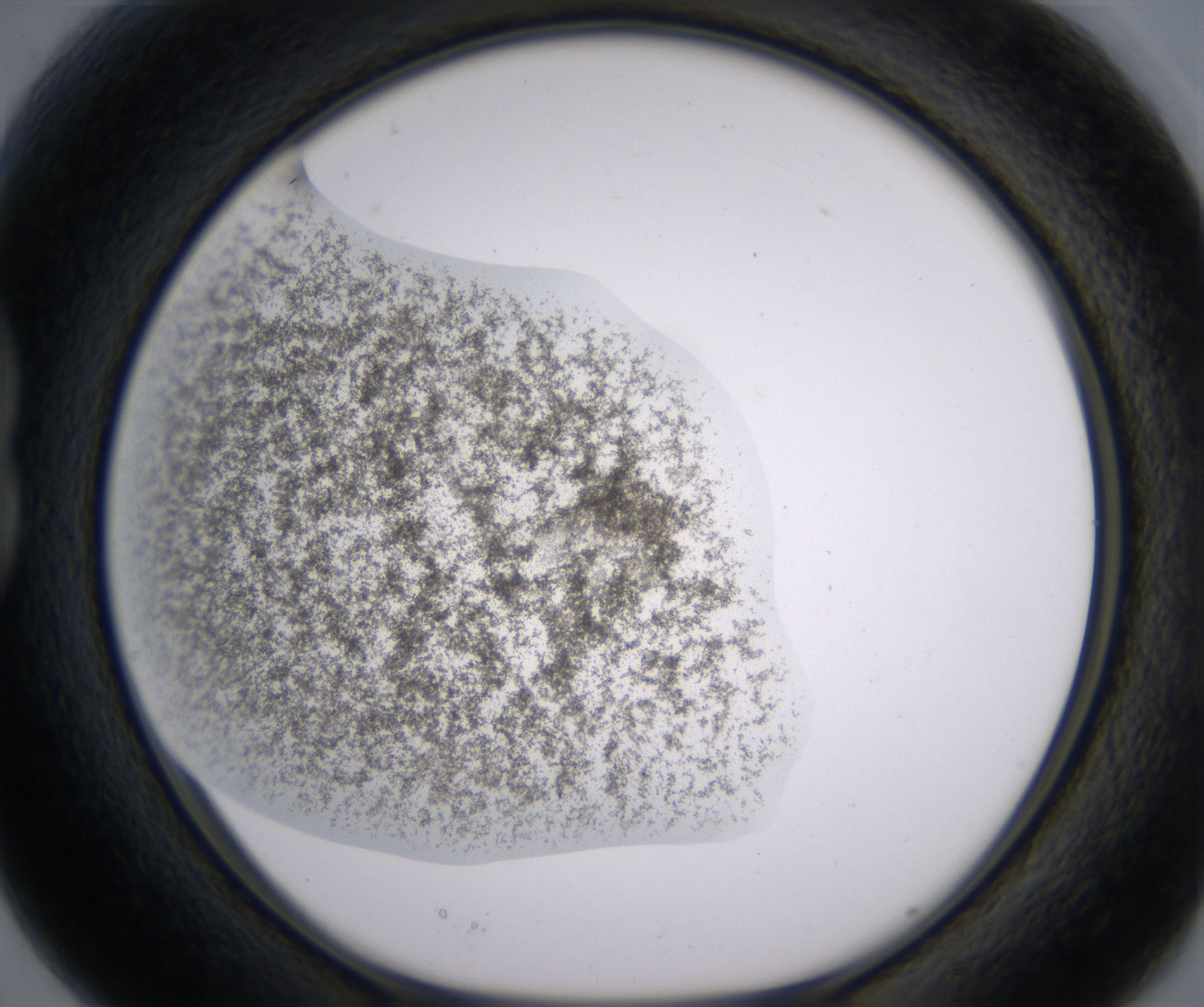 B3_HighResolution_Precipitate_1.jpg