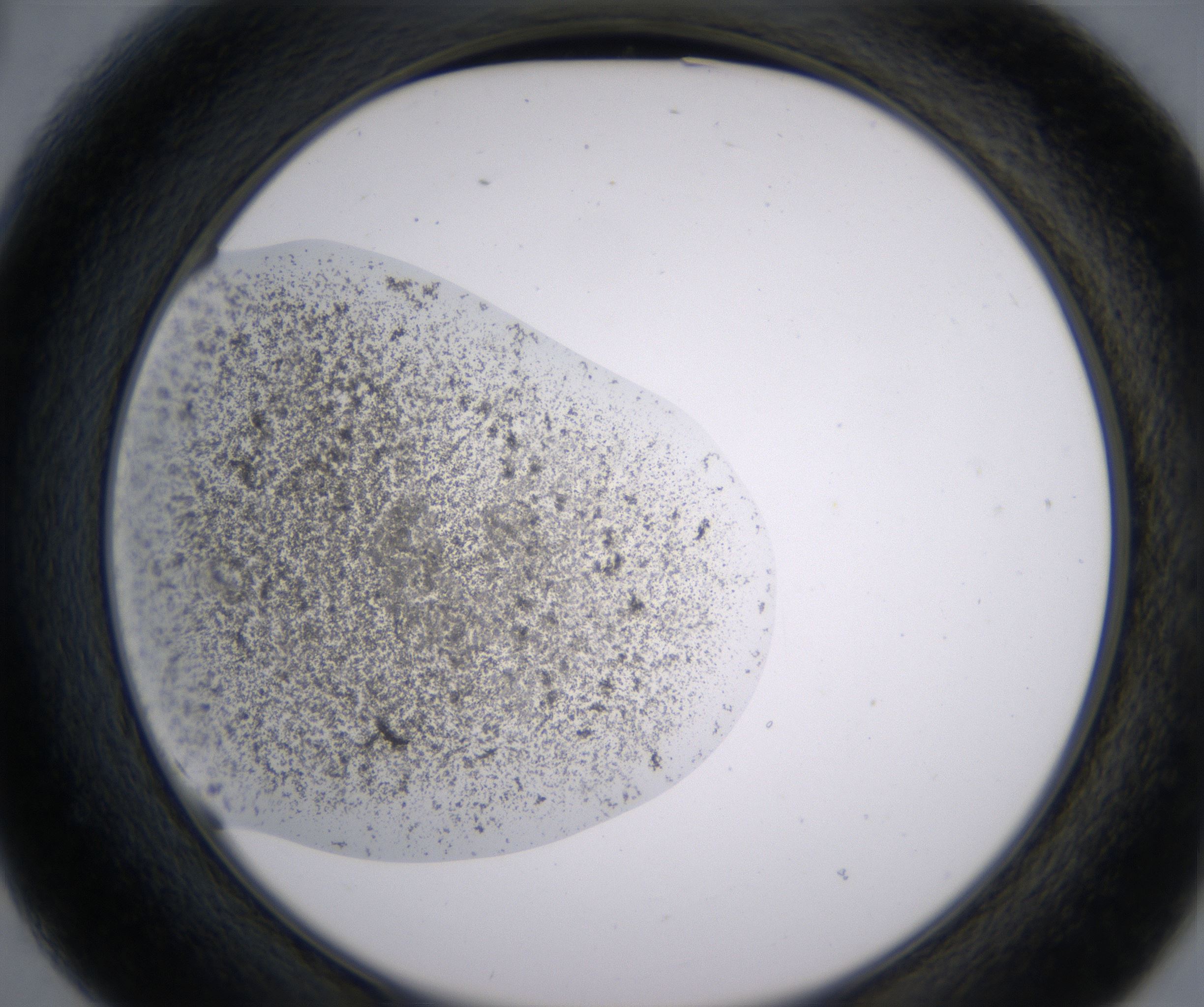 B3_HighResolution_Precipitate_2.jpg