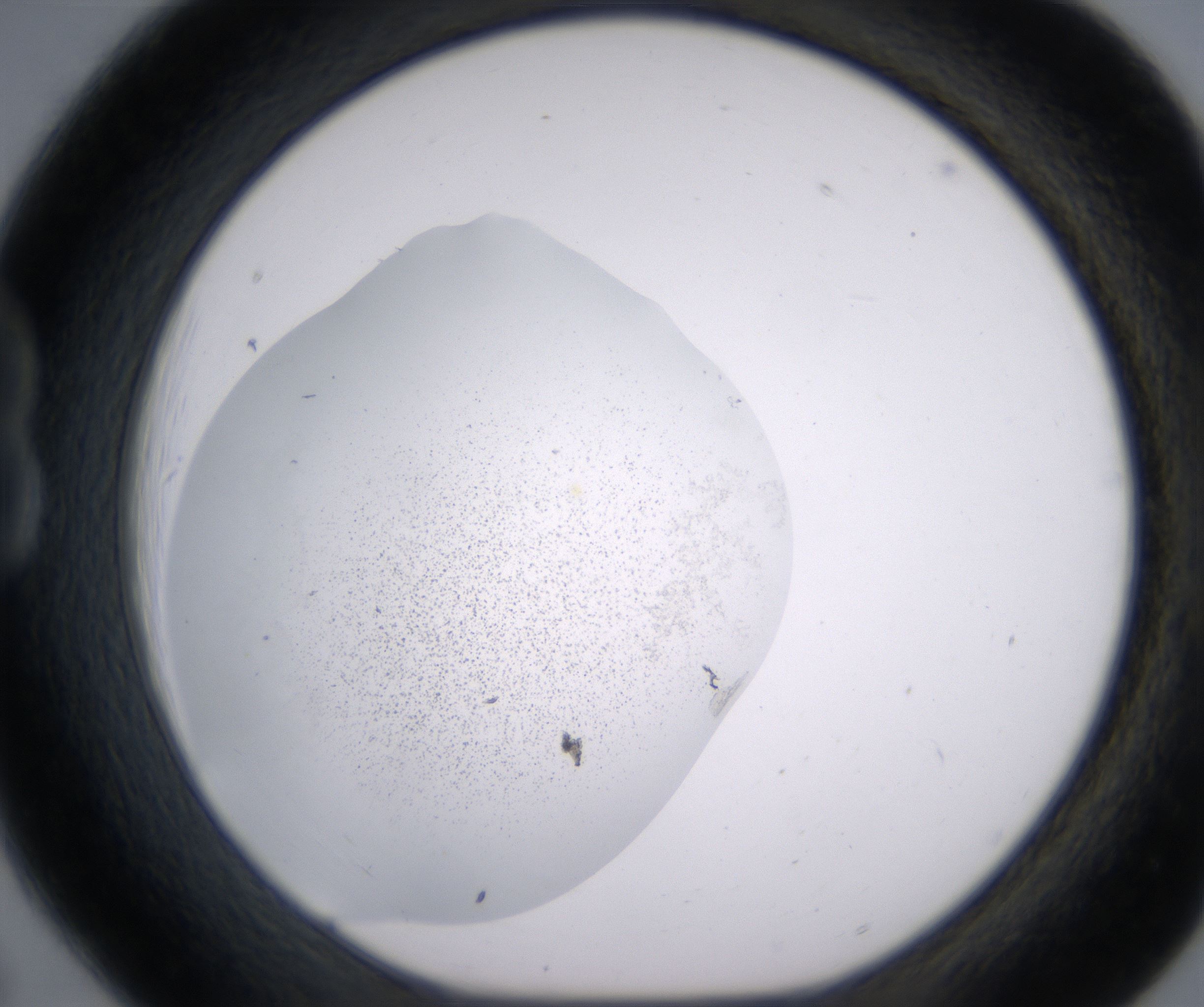 B6_HighResolution_Precipitate_1.jpg