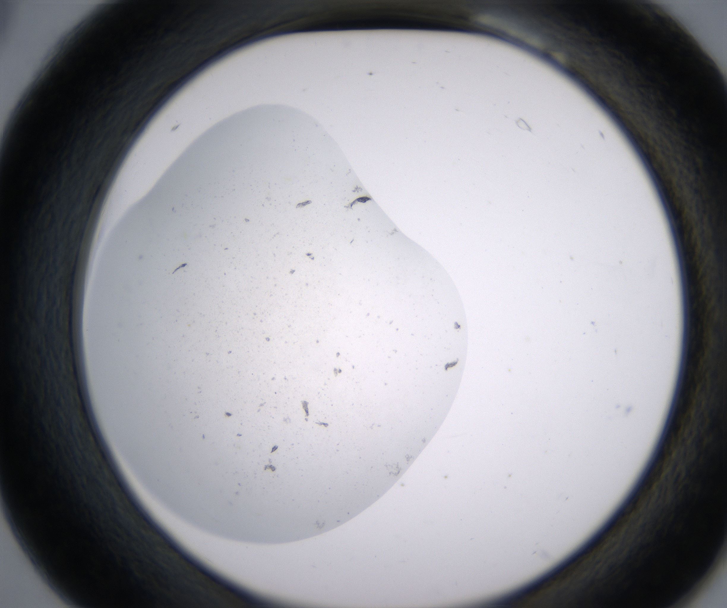 B6_HighResolution_Precipitate_2.jpg