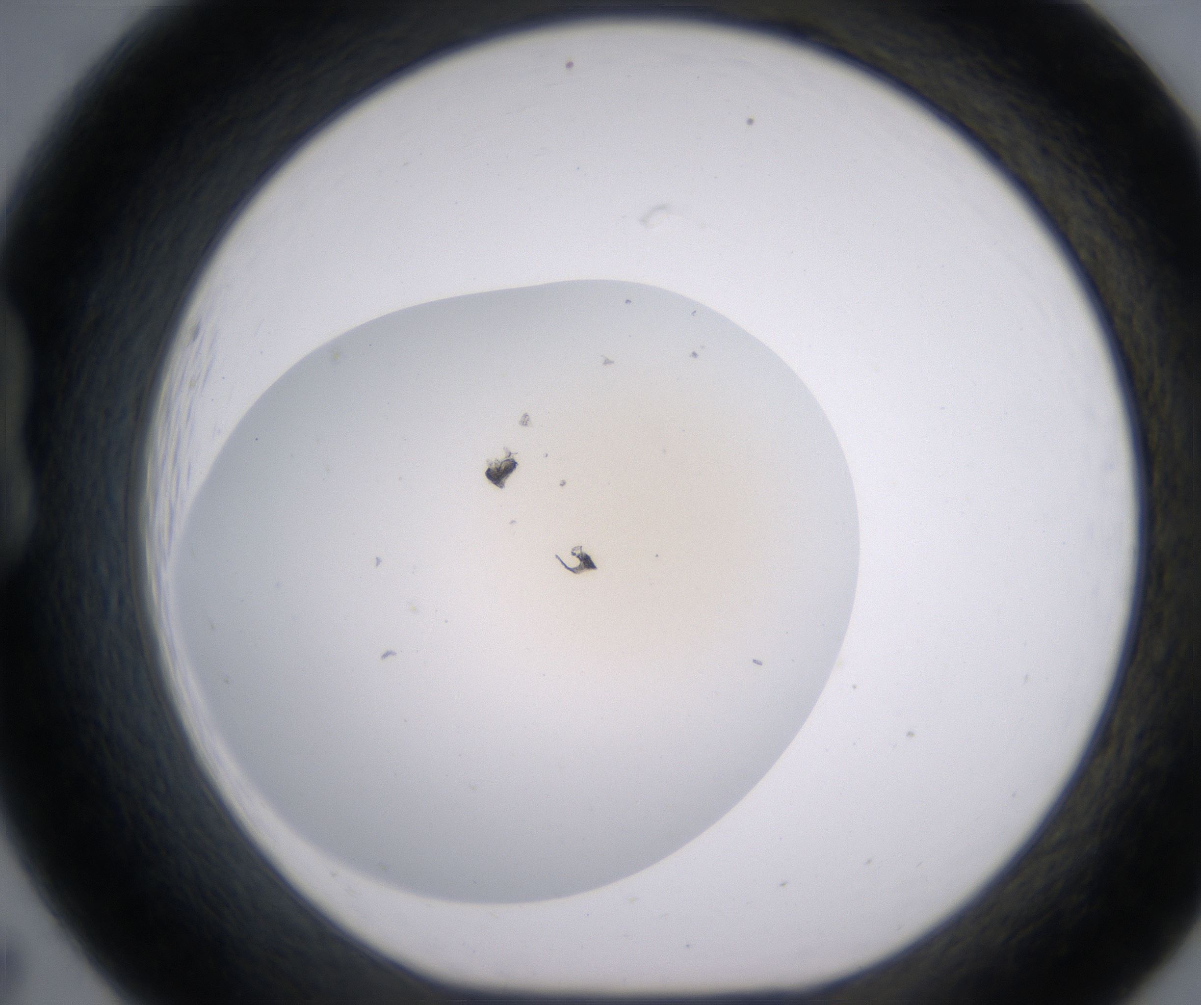 B7_HighResolution_Precipitate_1.jpg