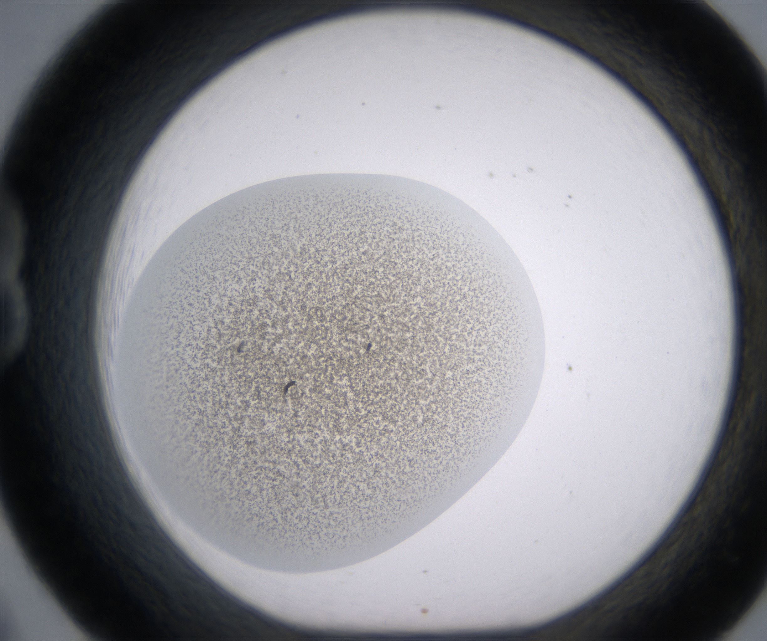 B8_HighResolution_Precipitate_1.jpg