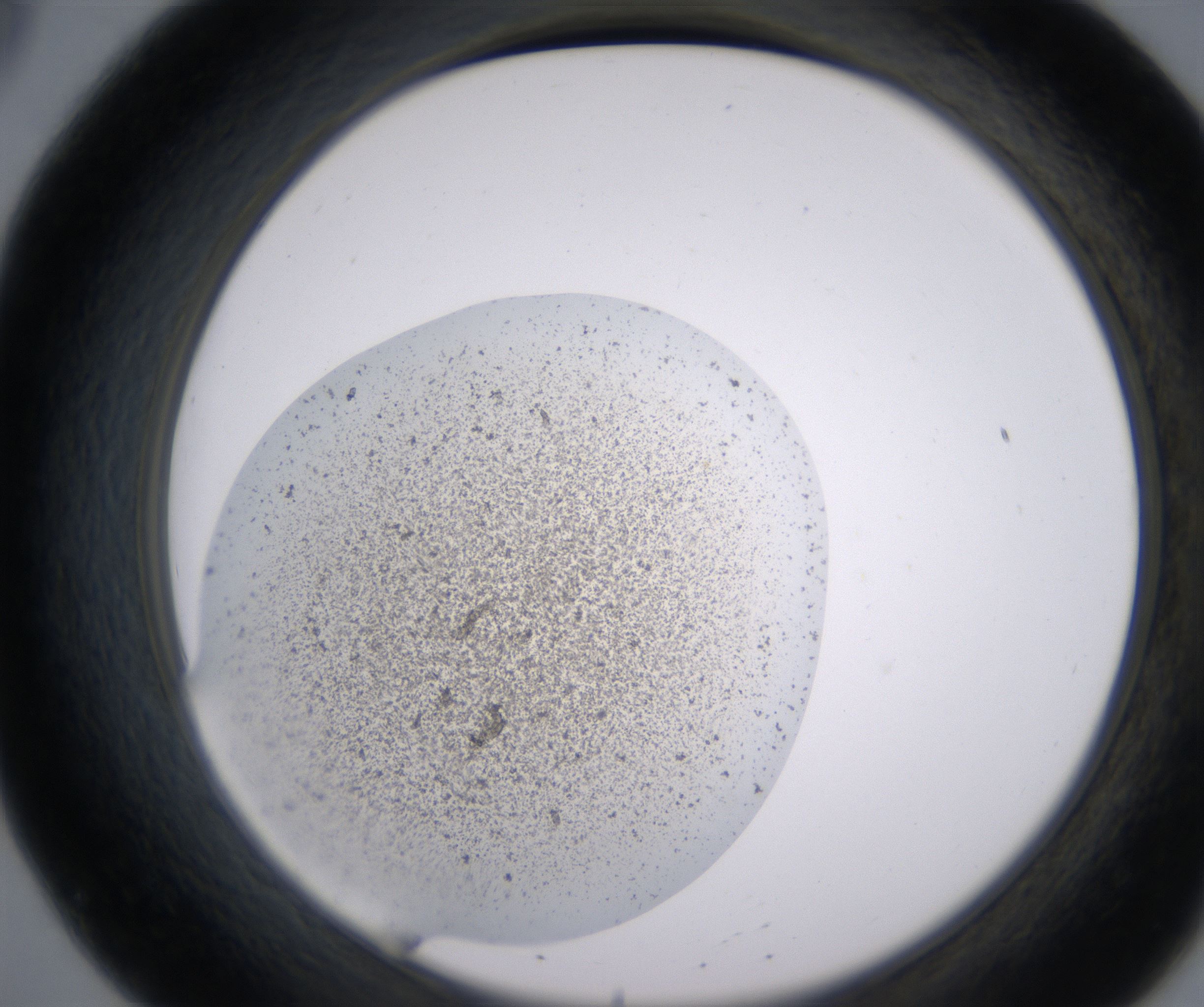 B8_HighResolution_Precipitate_2.jpg